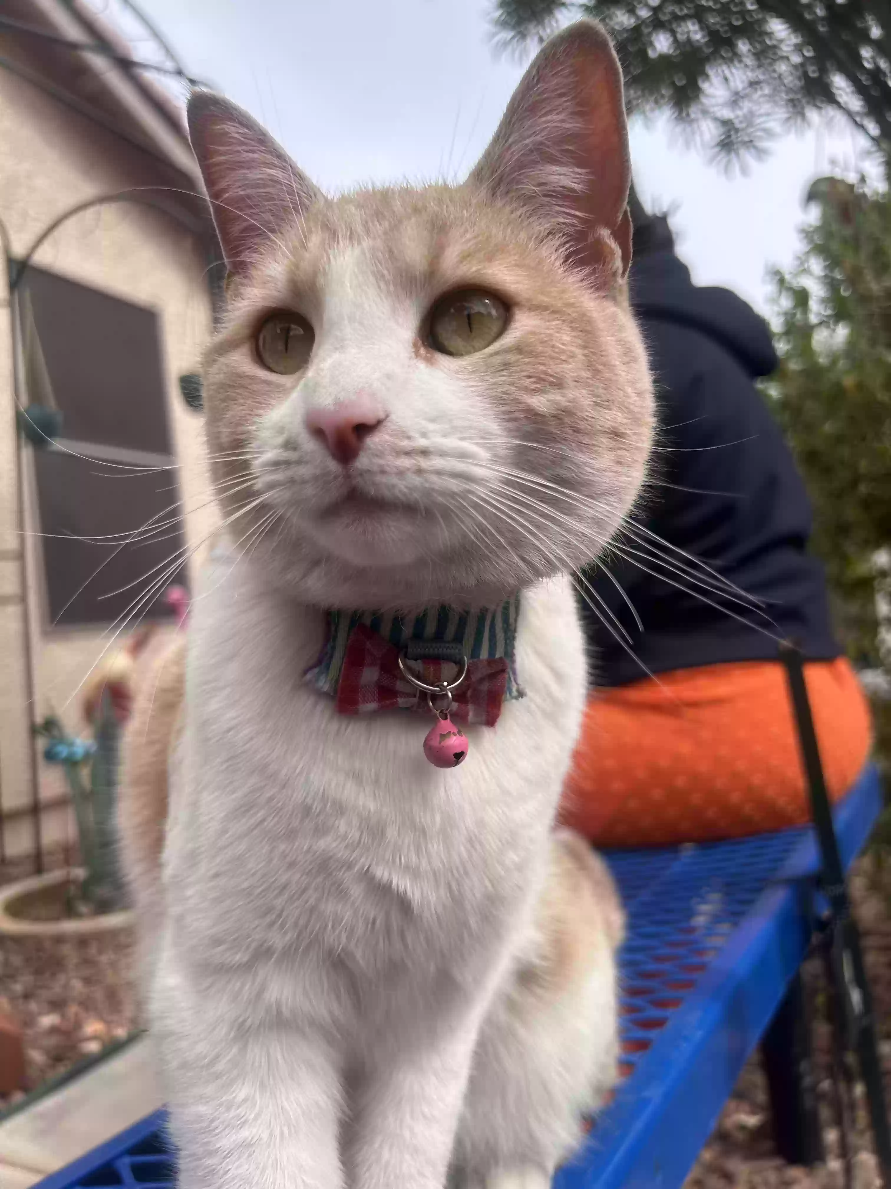 Lost cat in Tolleson, AZ, 85353