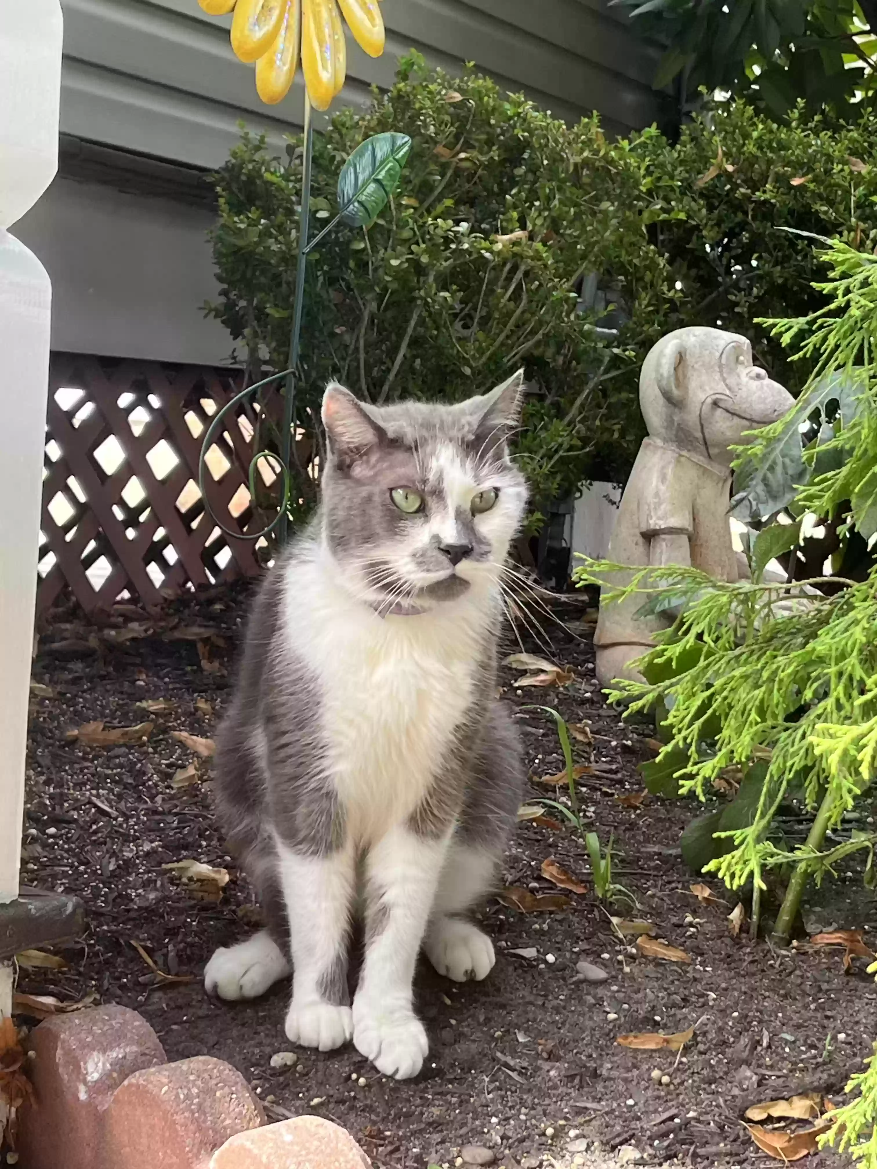 Lost cat in Freehold, NJ, 7728