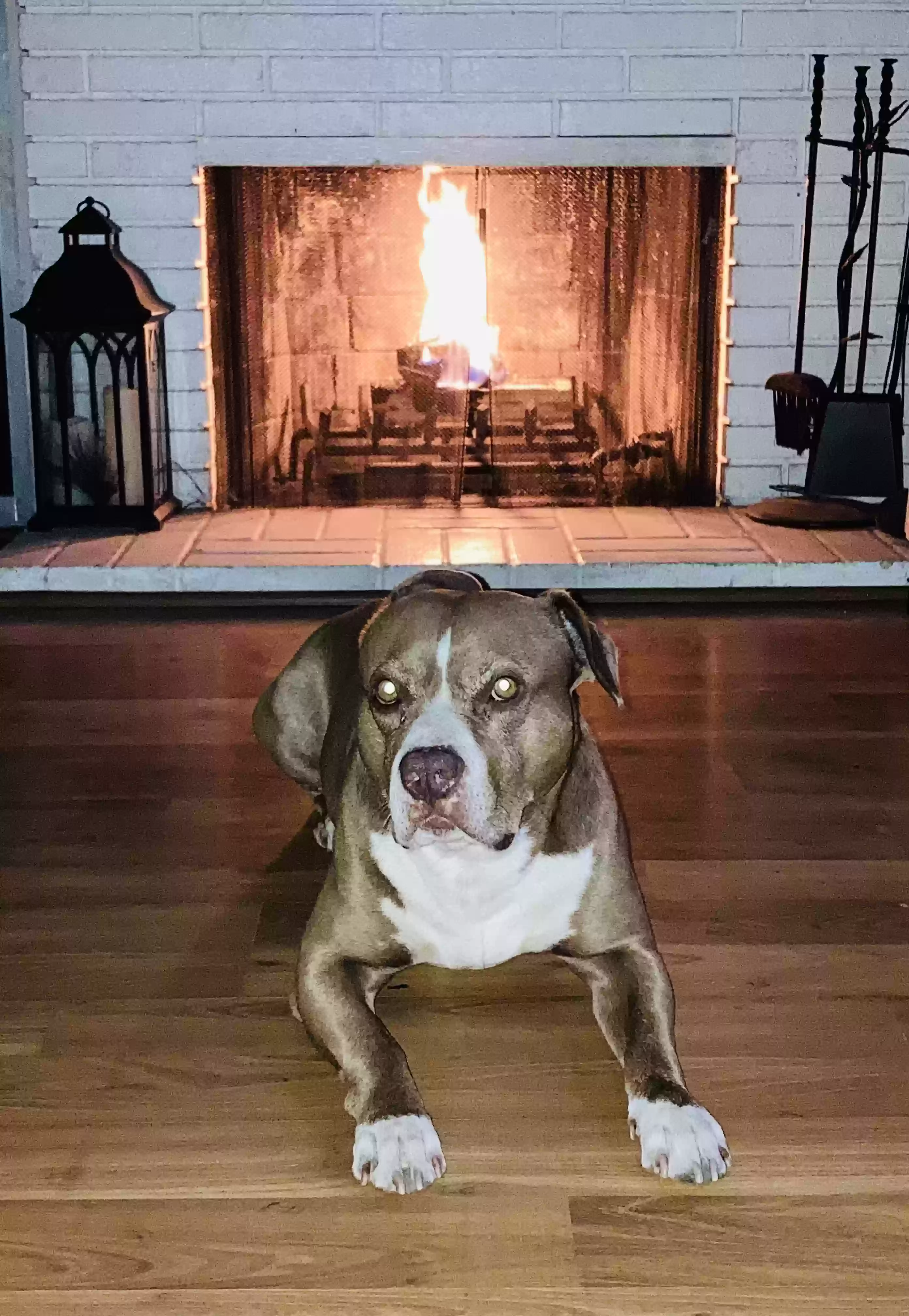 Lost dog in Apple Valley, CA, 92307