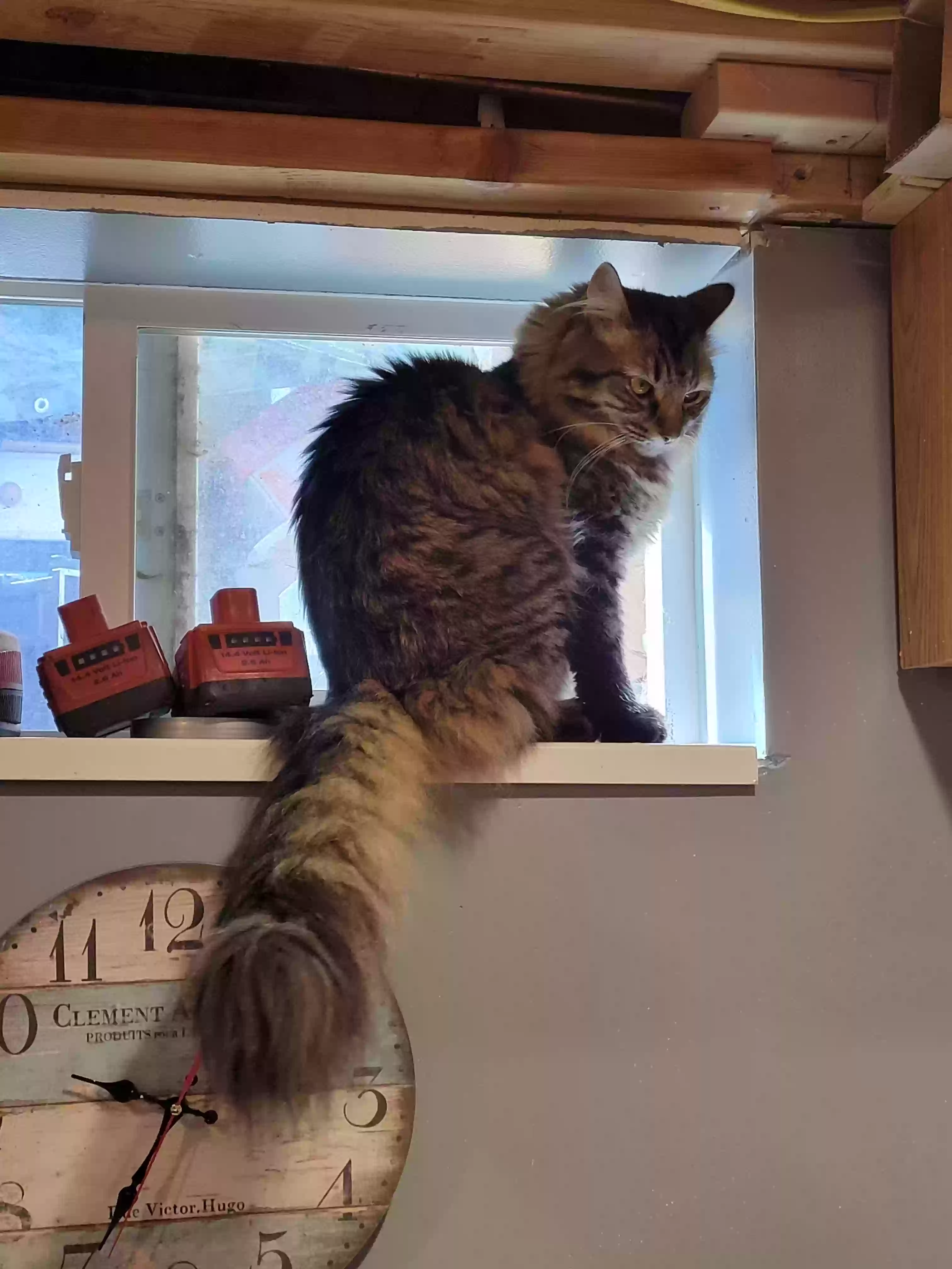 Lost cat in Midvale, UT, 84047