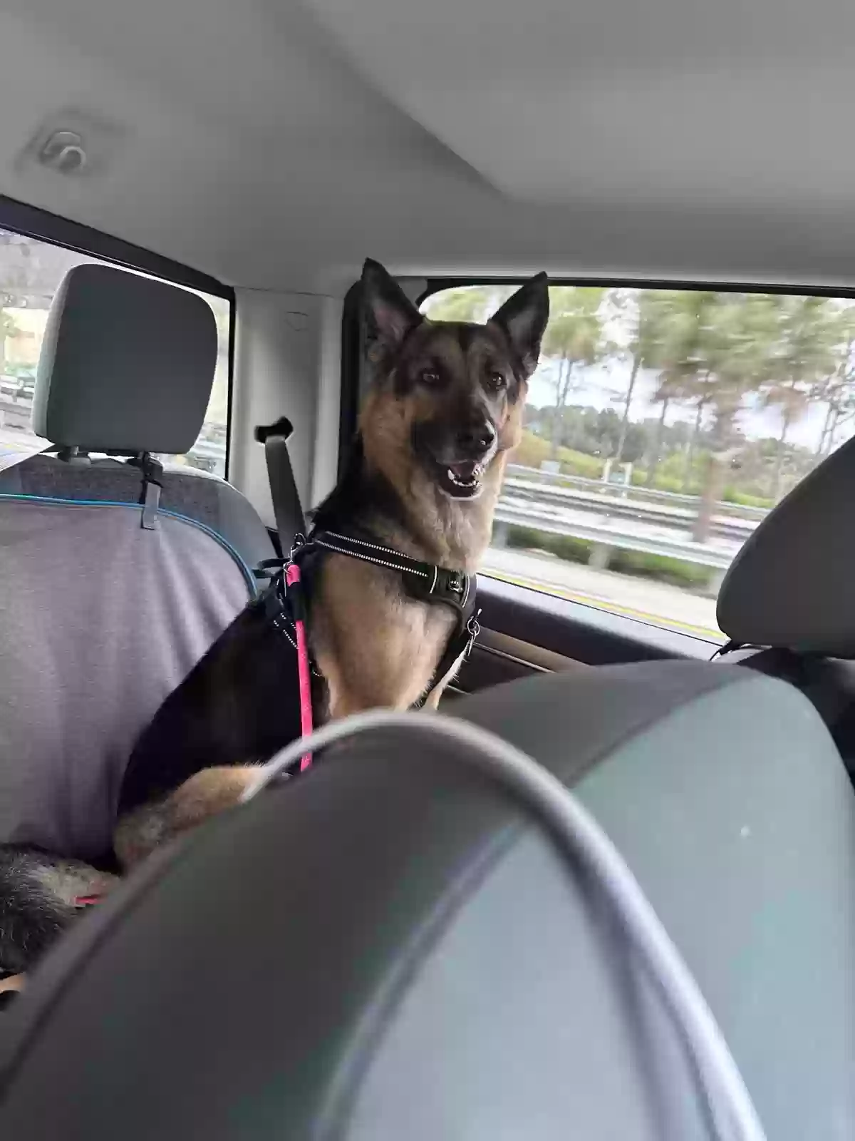Lost dog in Ocala, FL, 34472