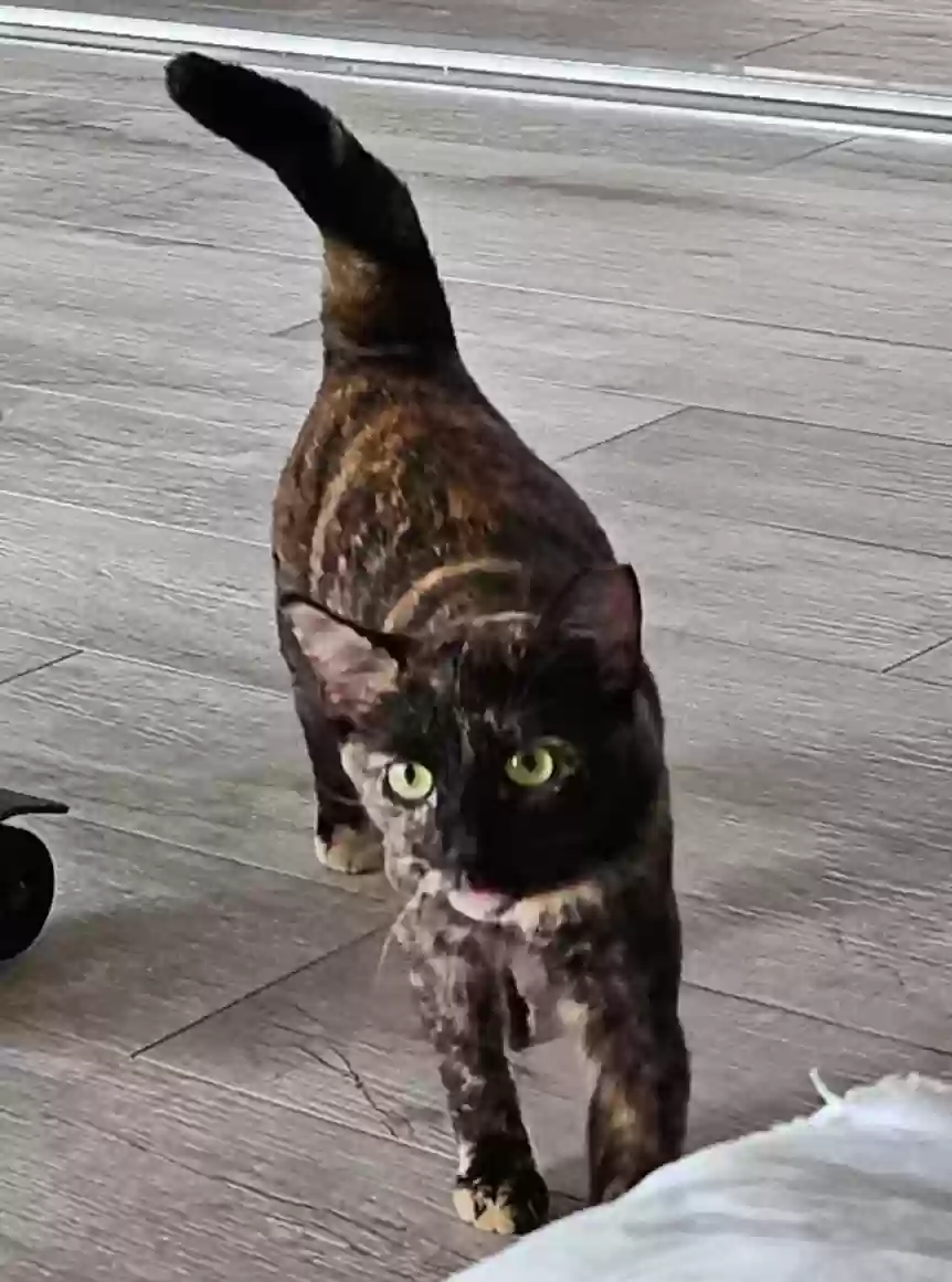 Lost cat in Orlando, FL, 32819