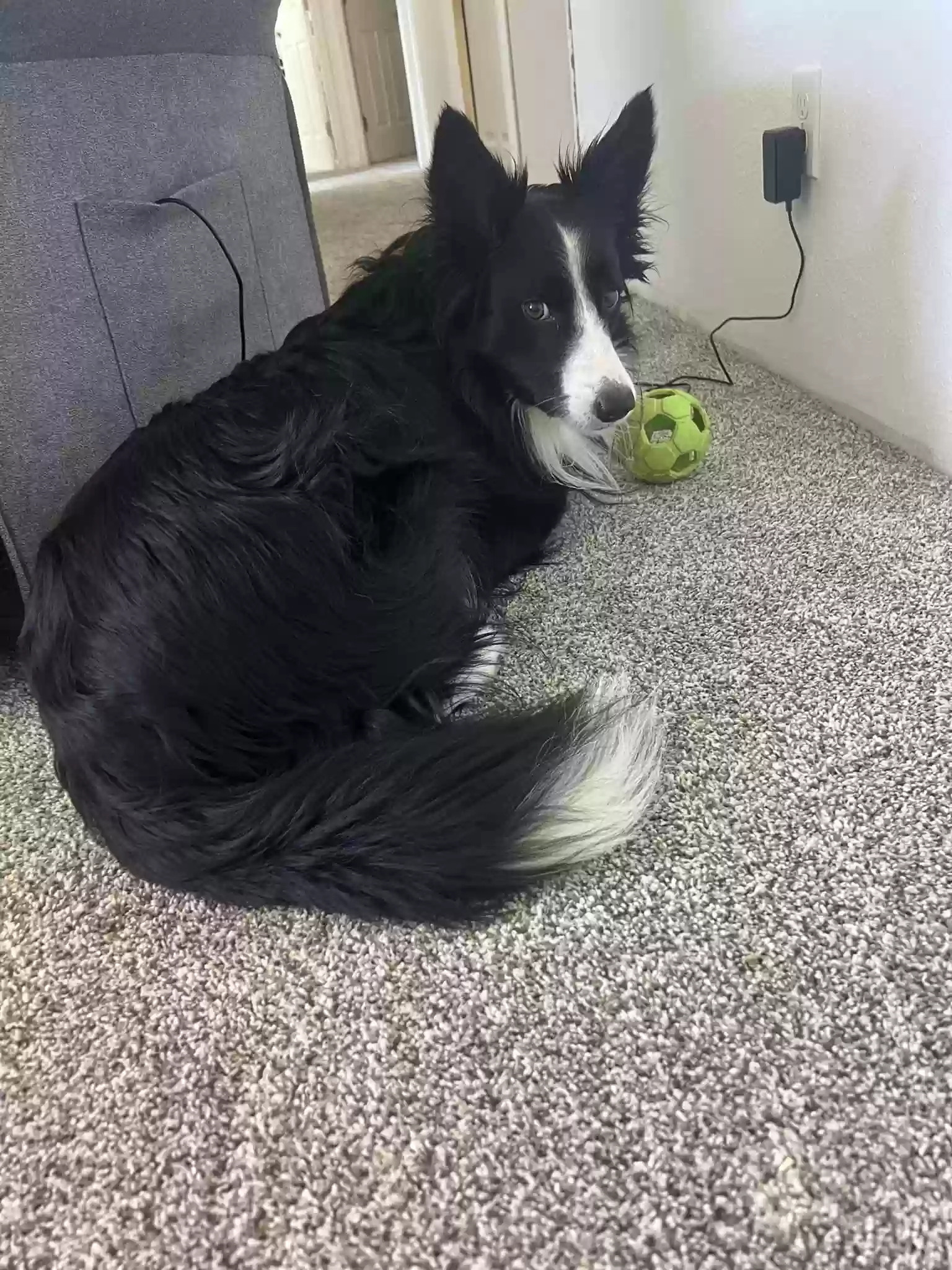 Lost dog in Enumclaw, WA, 98022