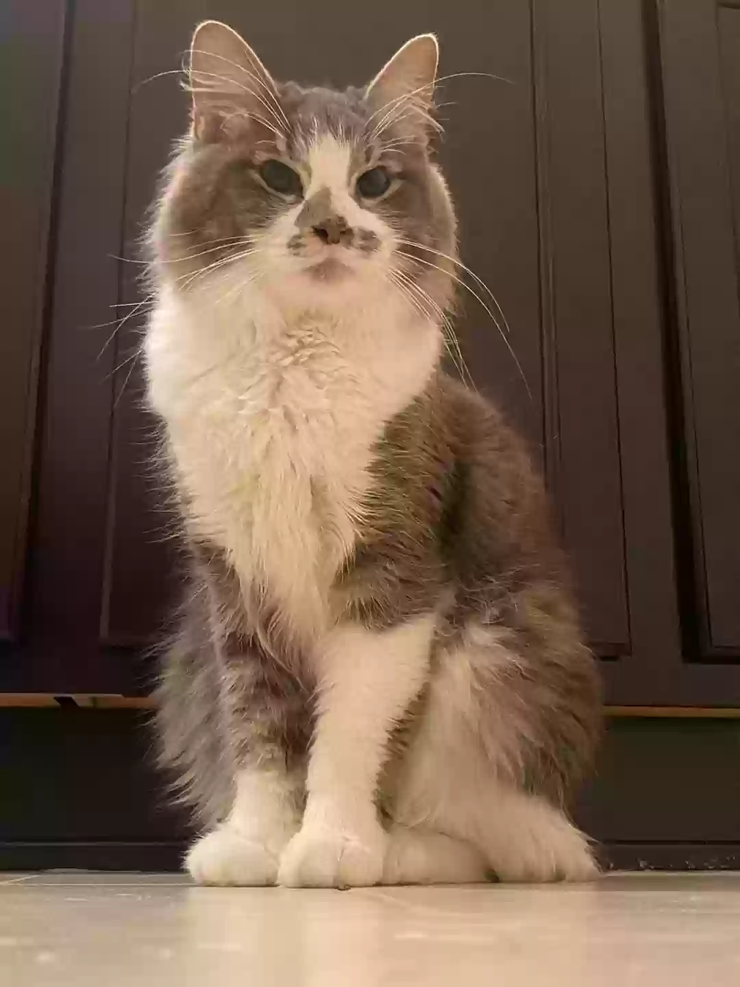 Lost cat in San Antonio, TX, 78253