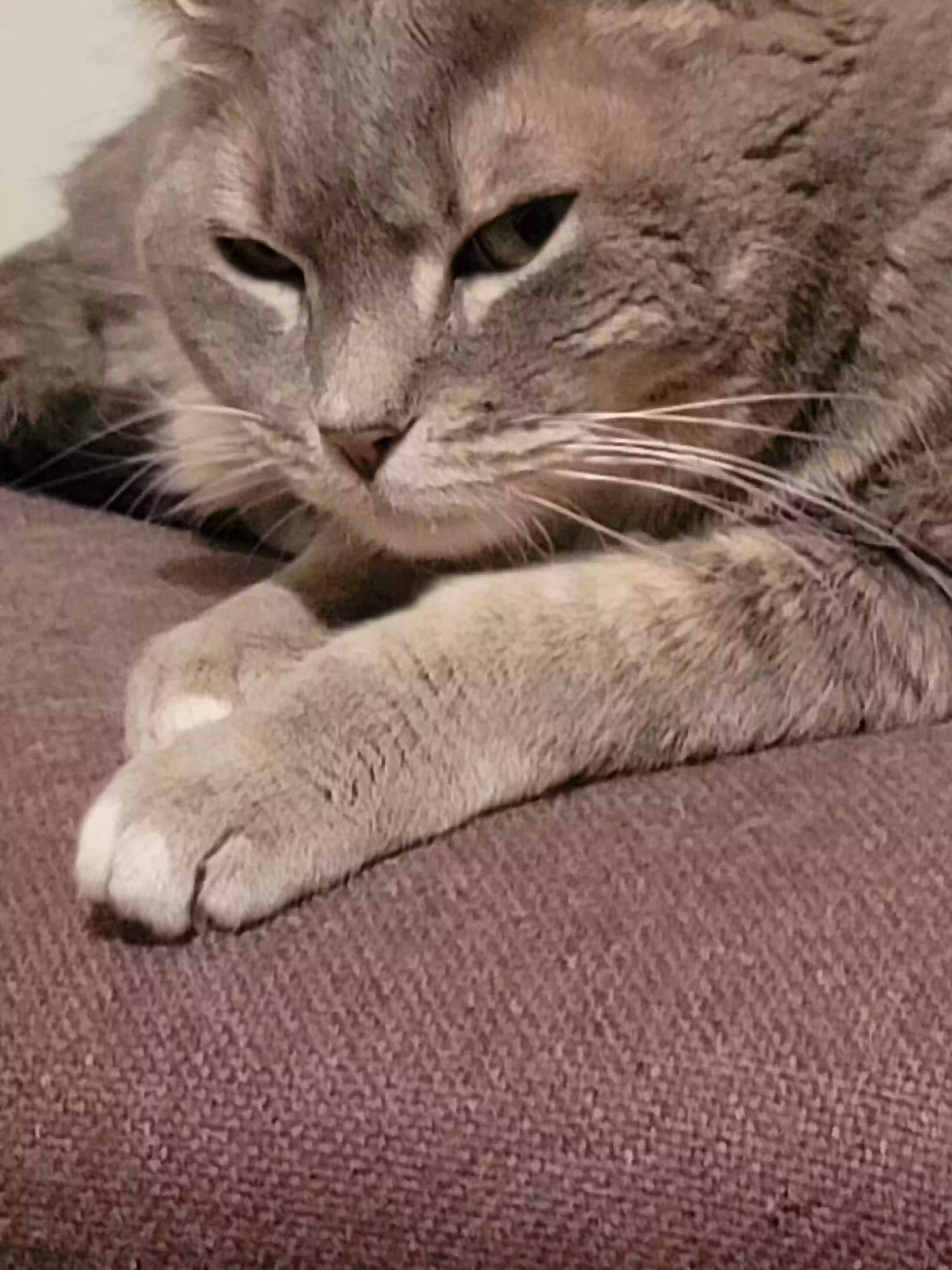 Lost cat in Las Cruces, NM, 88005