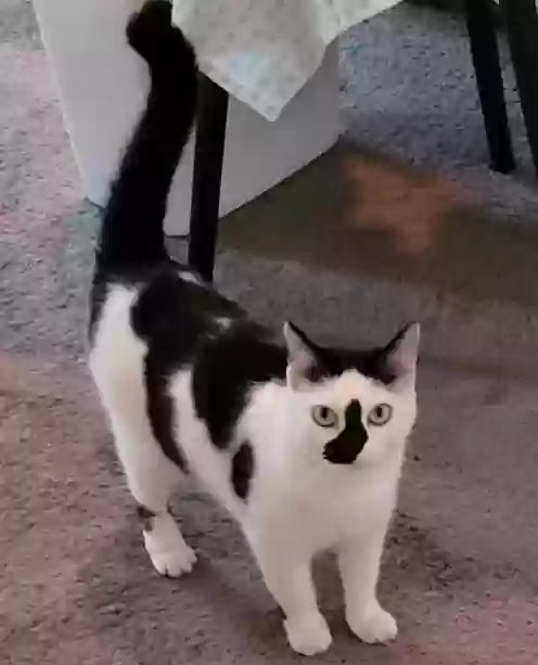 Lost cat in Fort Worth, TX, 76116