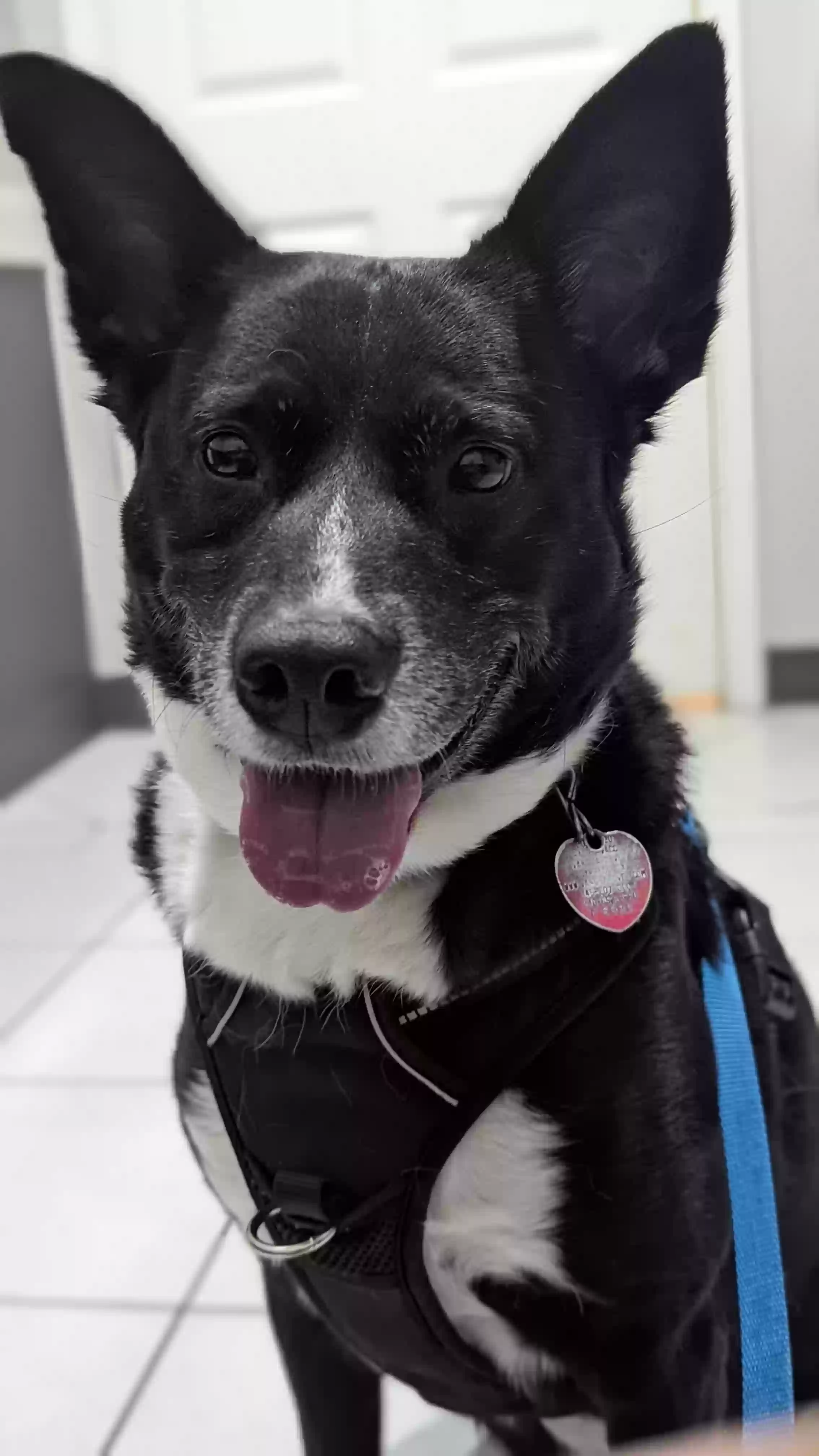 Lost dog in Houston, TX, 77064
