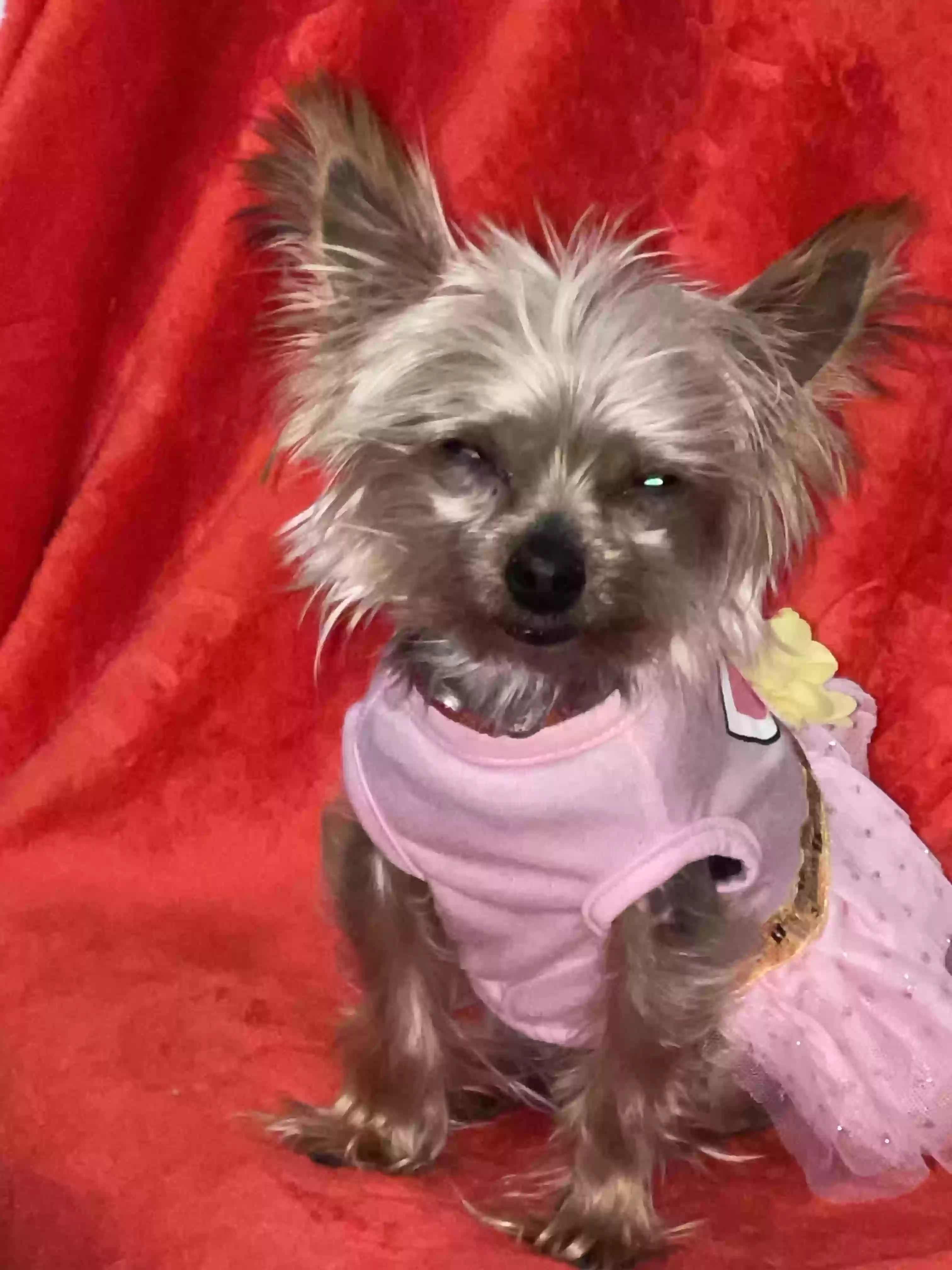 Lost dog in El Paso, TX, 79928