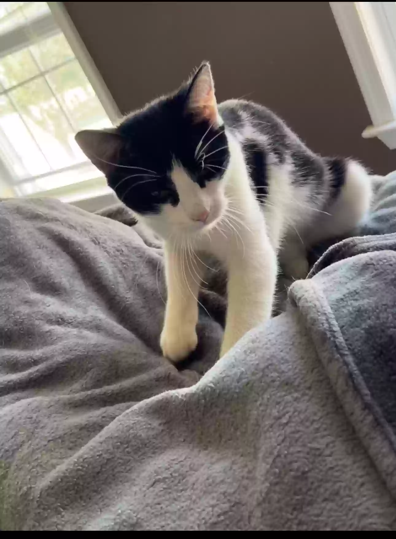 Lost cat in Easton, PA, 18045