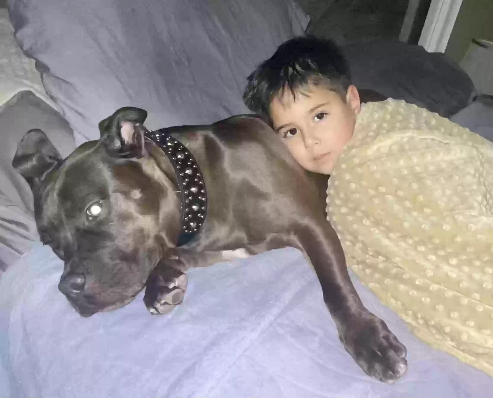 Lost dog in Houston, TX, 77006