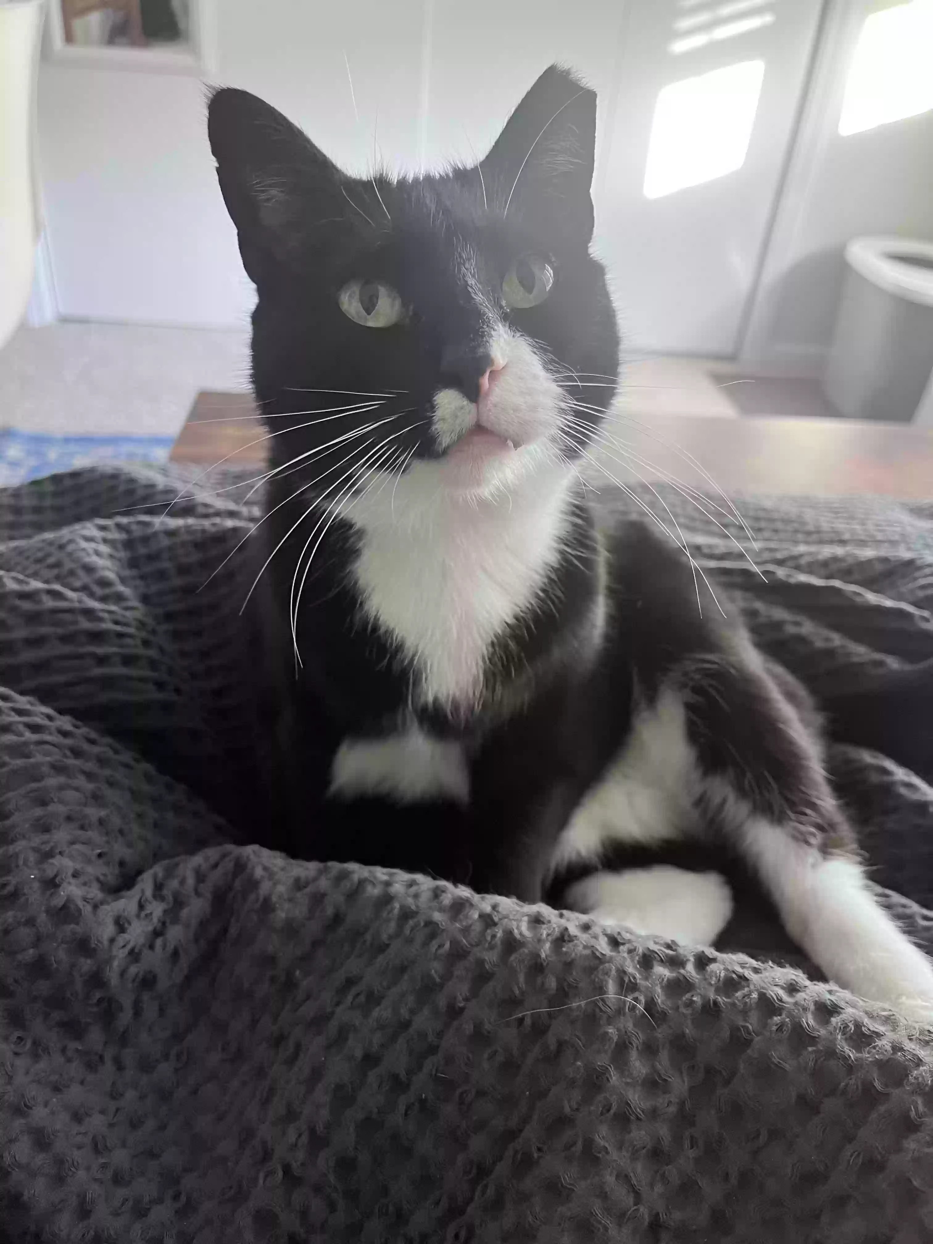 Lost cat in Carrboro, NC, 27510