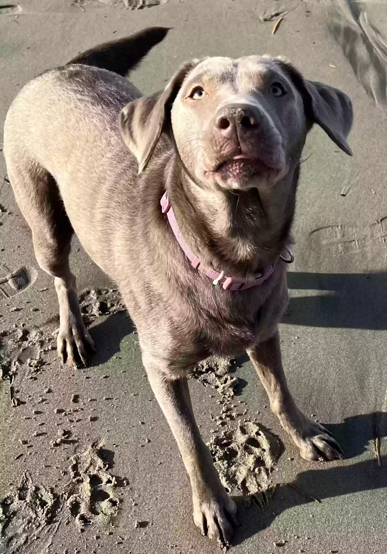 Lost dog in Sweet Home, OR, 97386