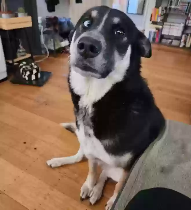 Lost dog in El Sobrante, CA, 94803