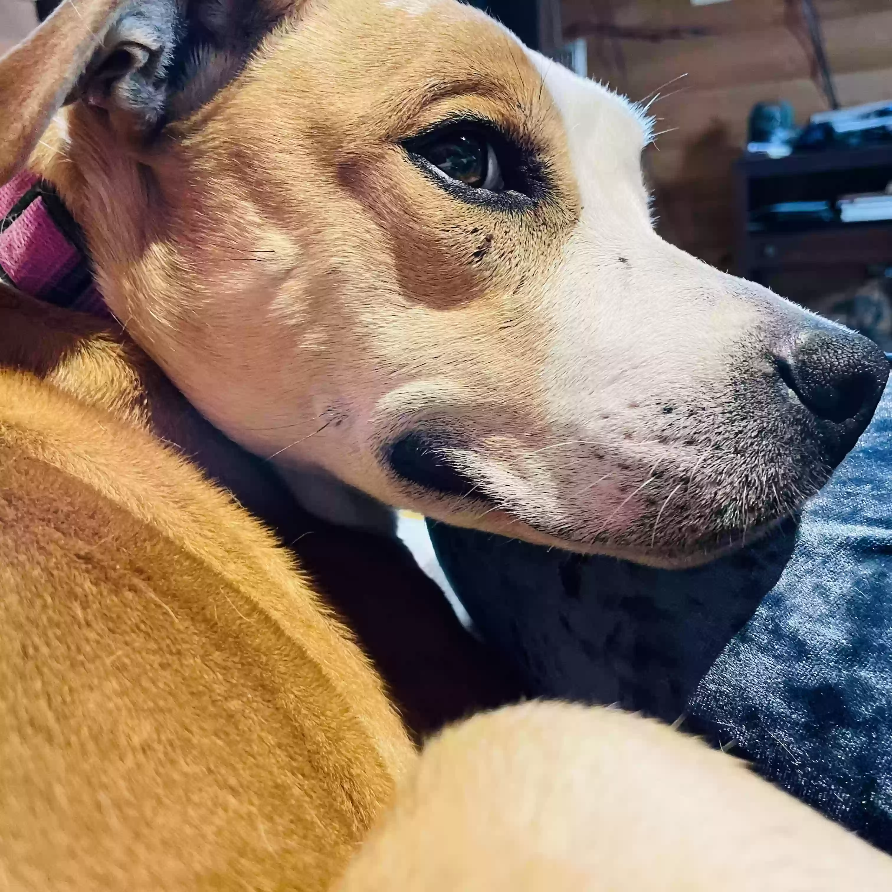 Lost dog in Cabool, MO, 65689