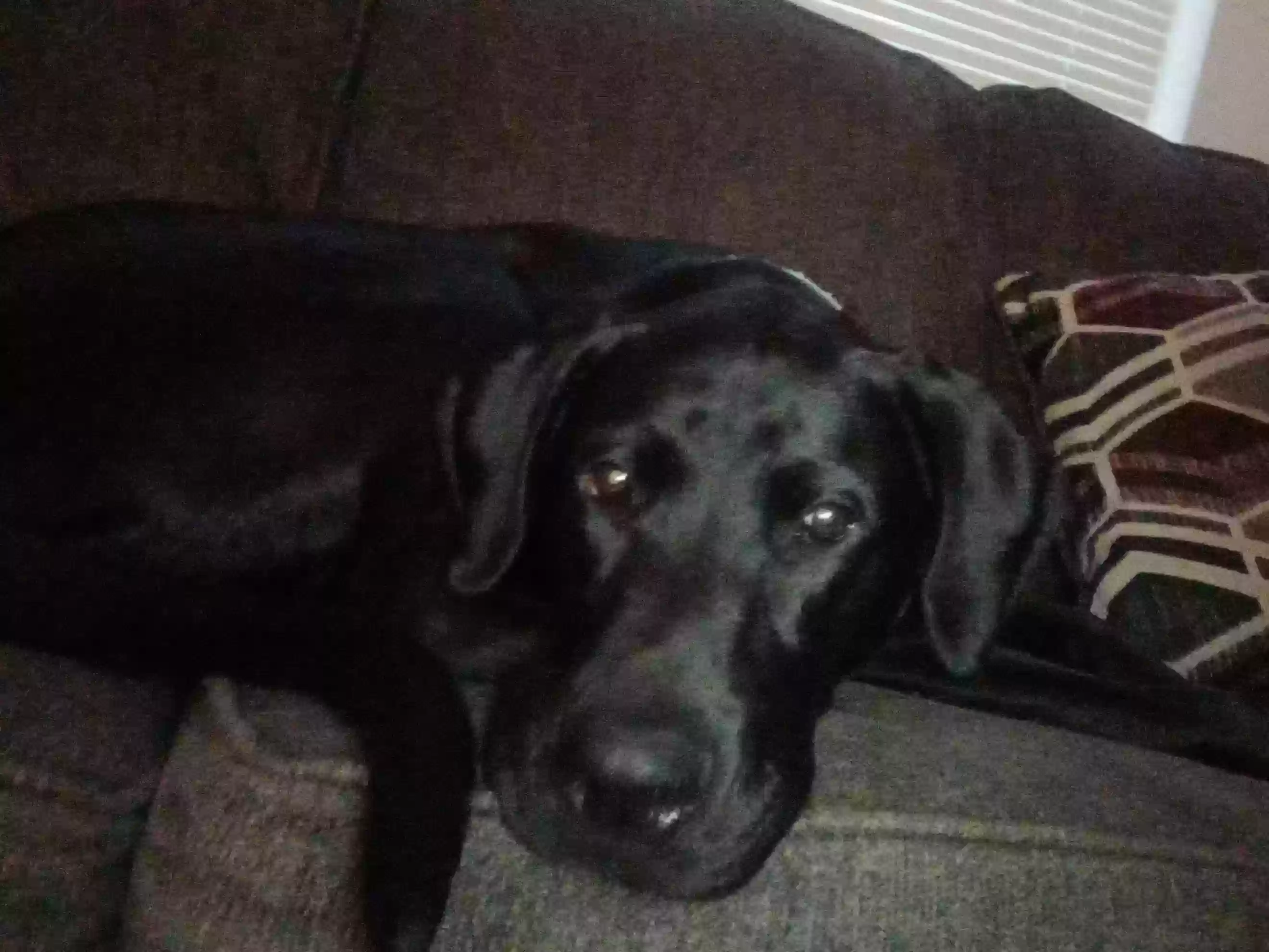 Lost dog in Lake Worth, FL, 33461