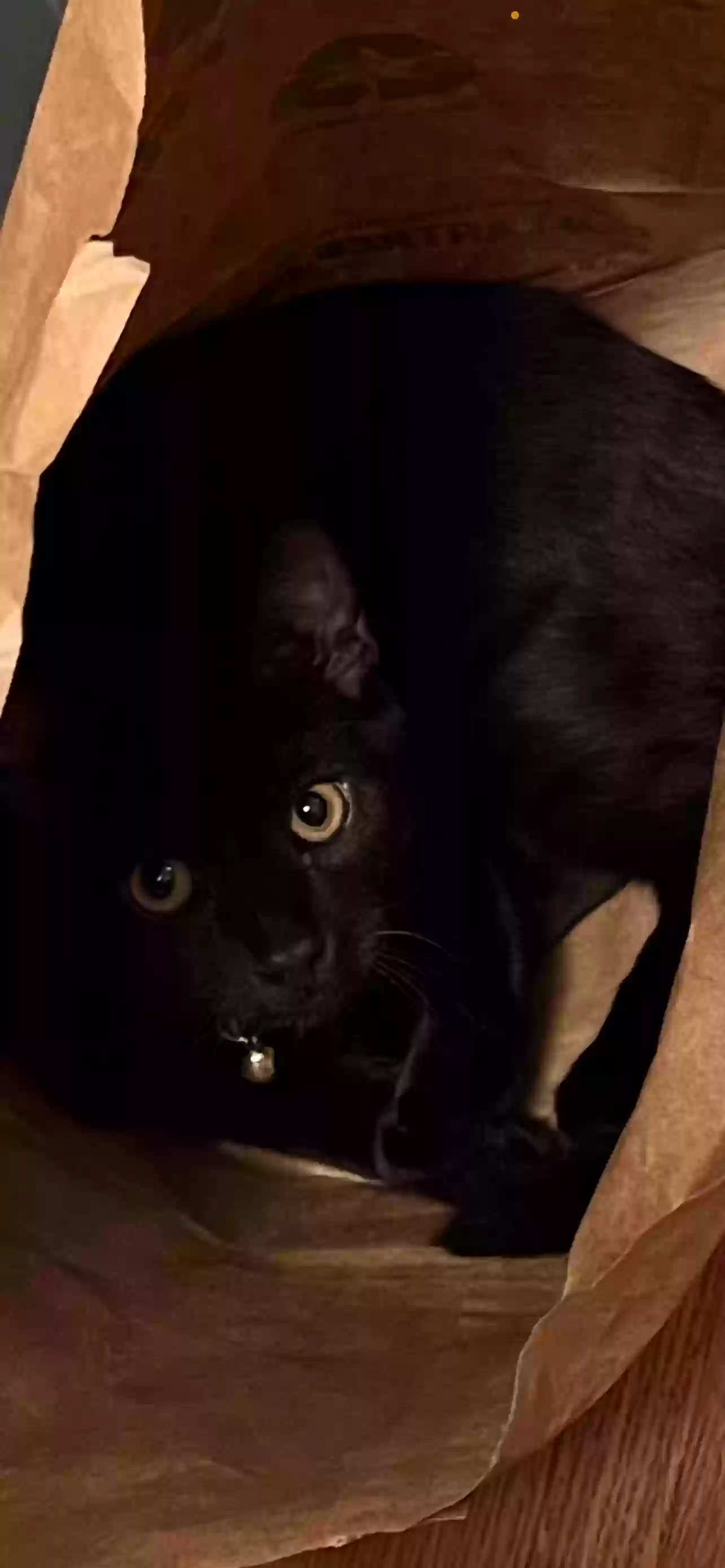 Lost cat in Ansonia, CT, 6401