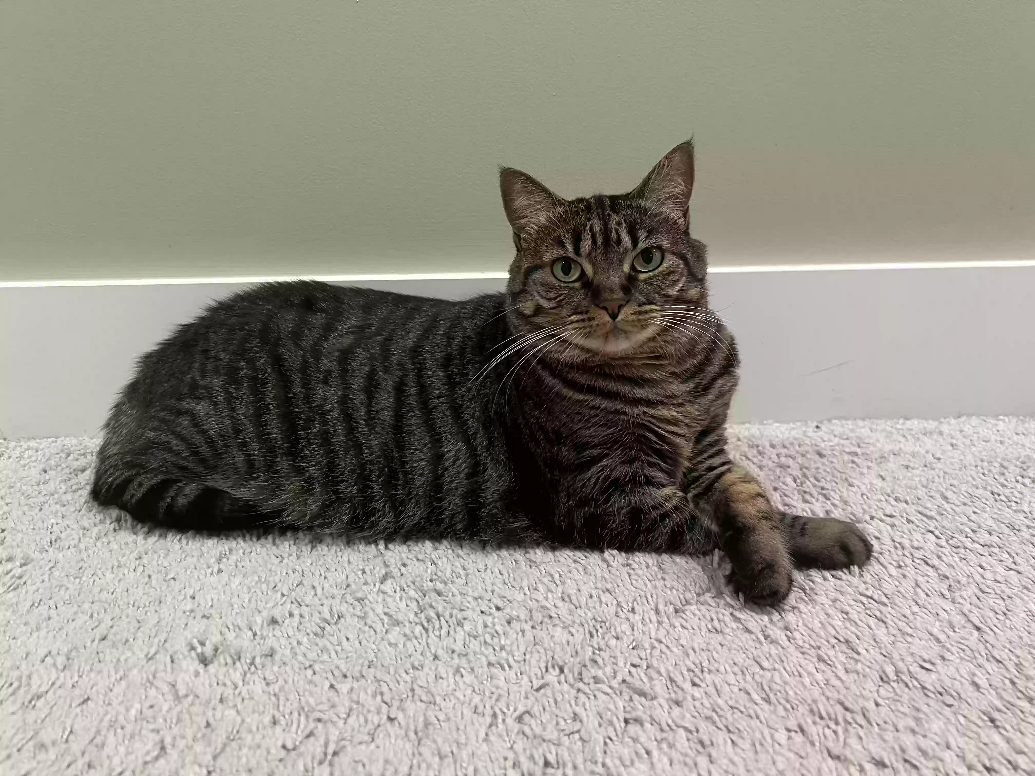 Lost cat in Raleigh, NC, 27526