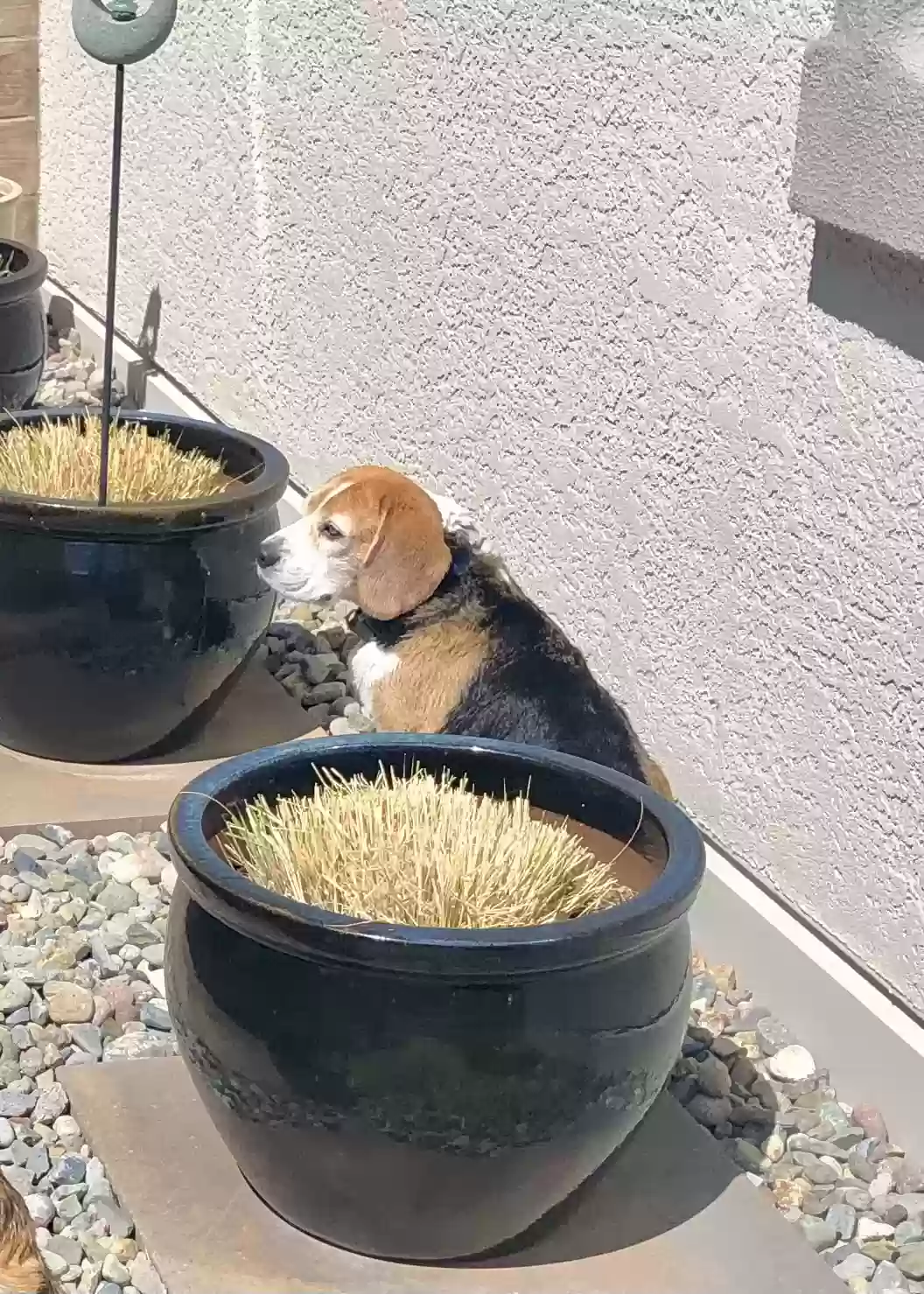 Lost dog in Walnut Creek, CA, 94595
