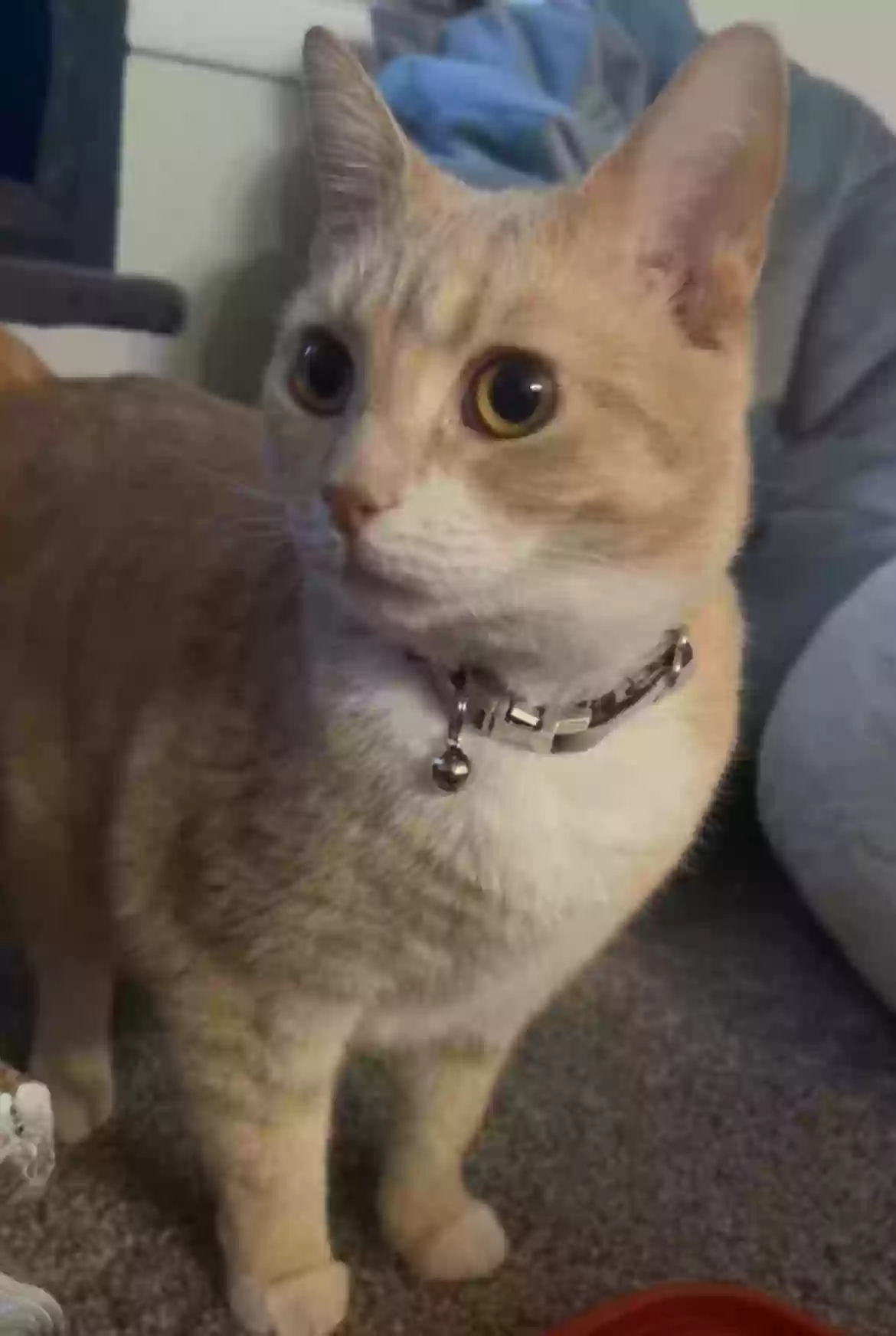 Lost cat in Charlotte, NC, 28213
