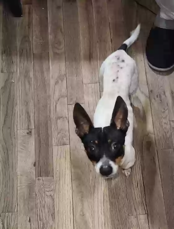Lost dog in Austin, TX, 78741