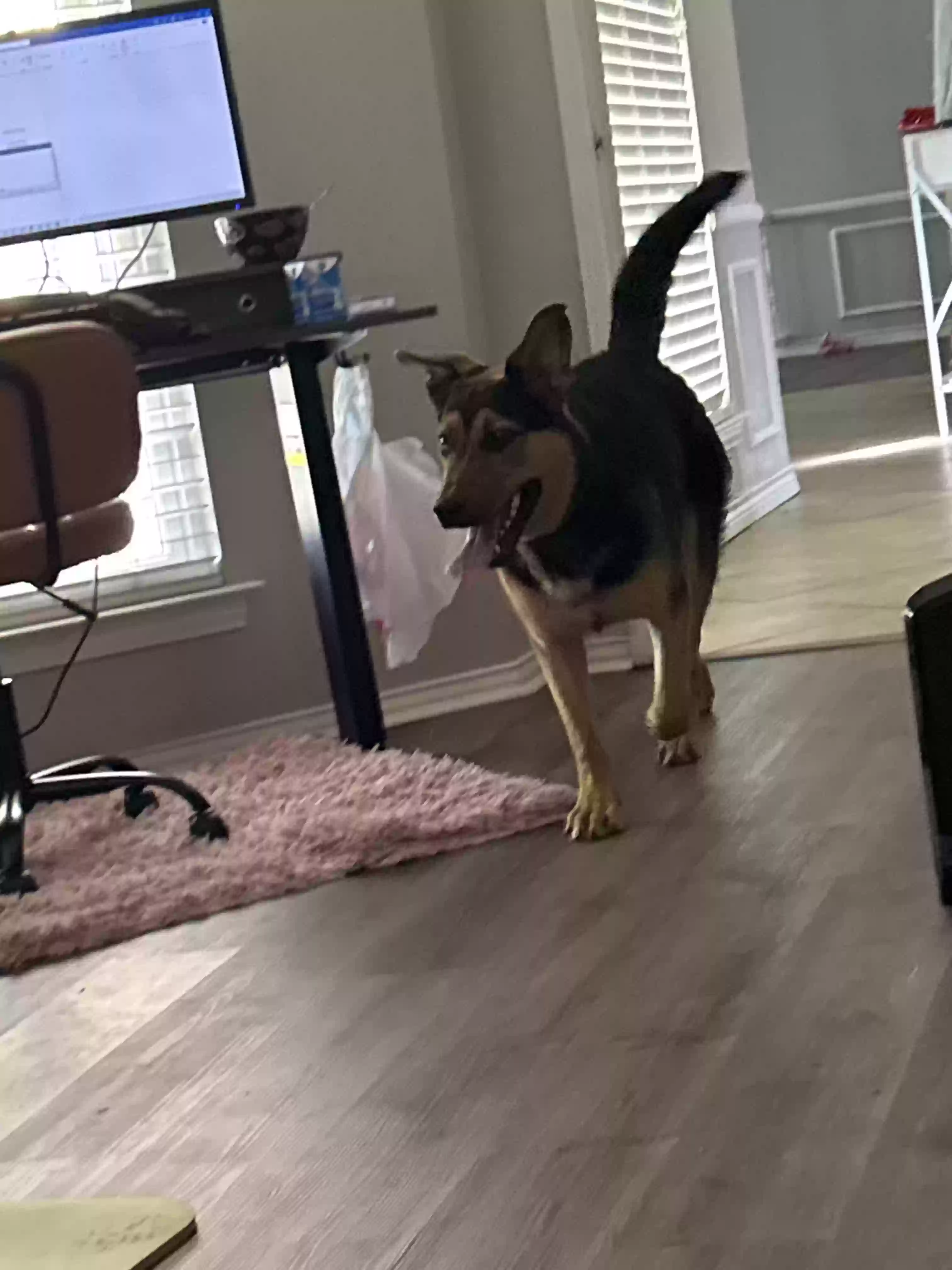 Lost dog in Duncanville, TX, 75137