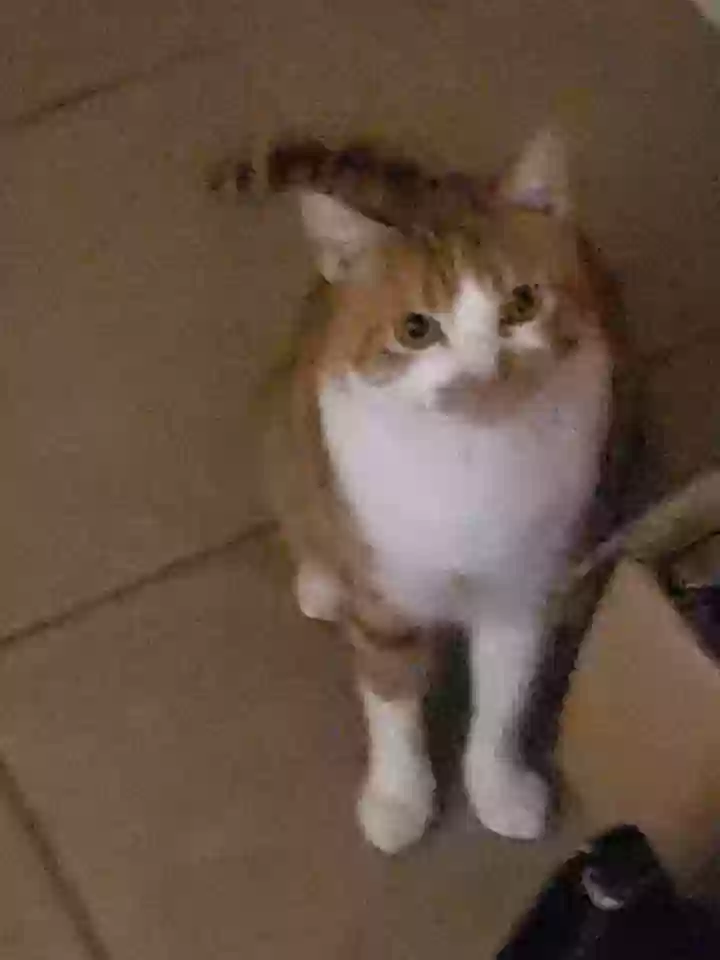 Lost cat in Kyle, TX, 78640