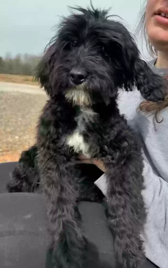 Lost dog in Lexington, SC, 29072