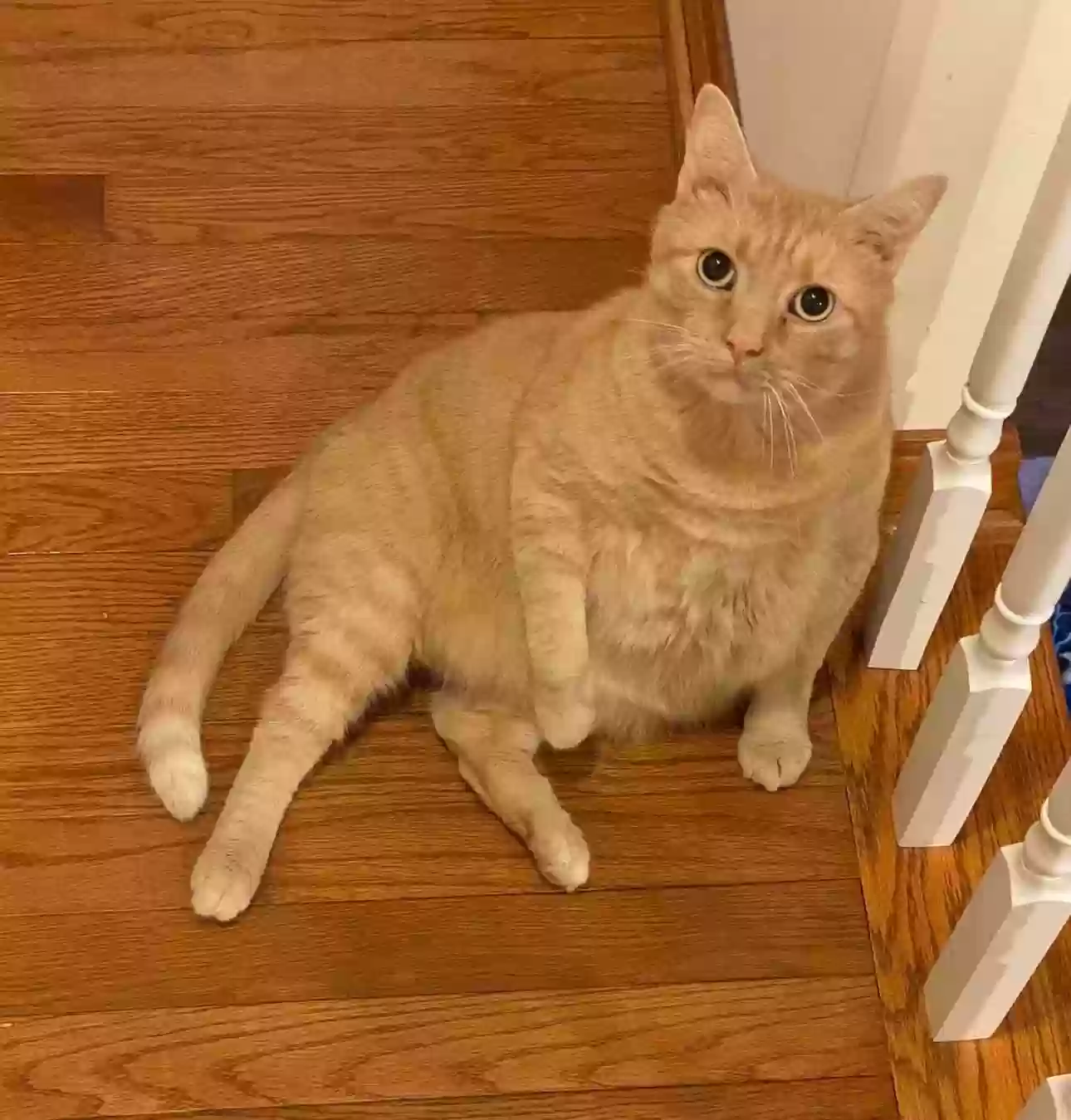 Lost cat in Salem, IN, 47167