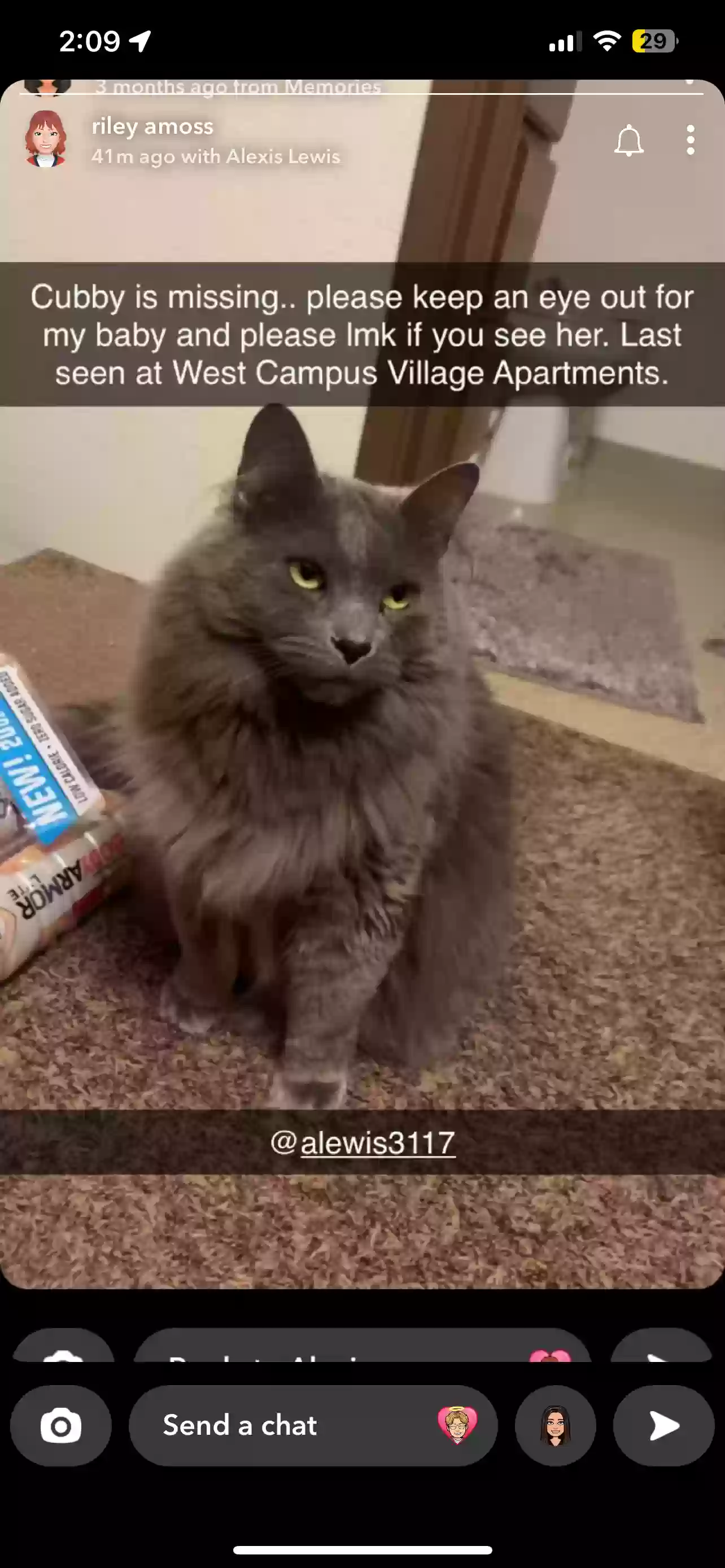 Lost cat in Mount Pleasant, MI, 48858