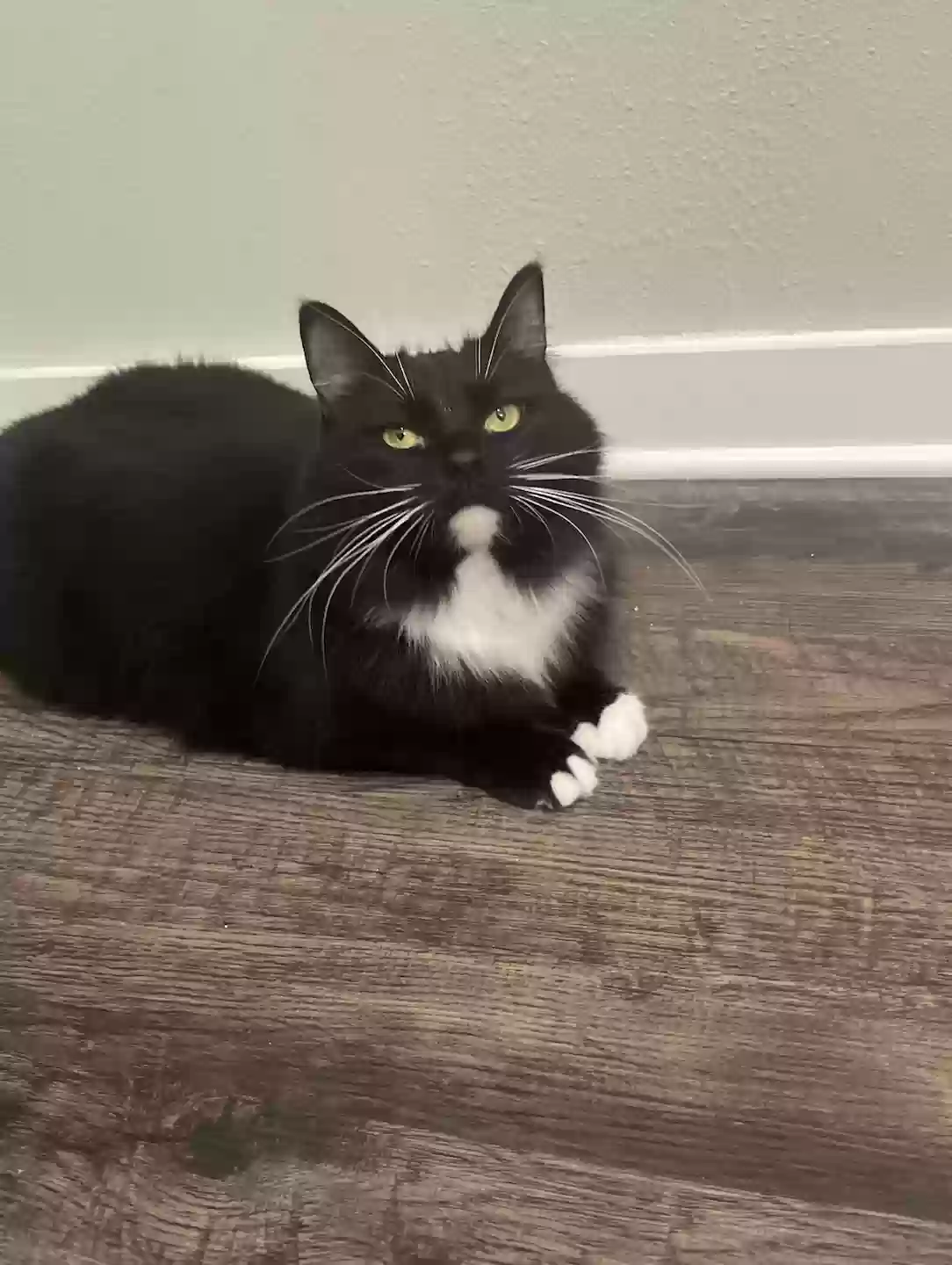 Lost cat in Casselberry, FL, 32707