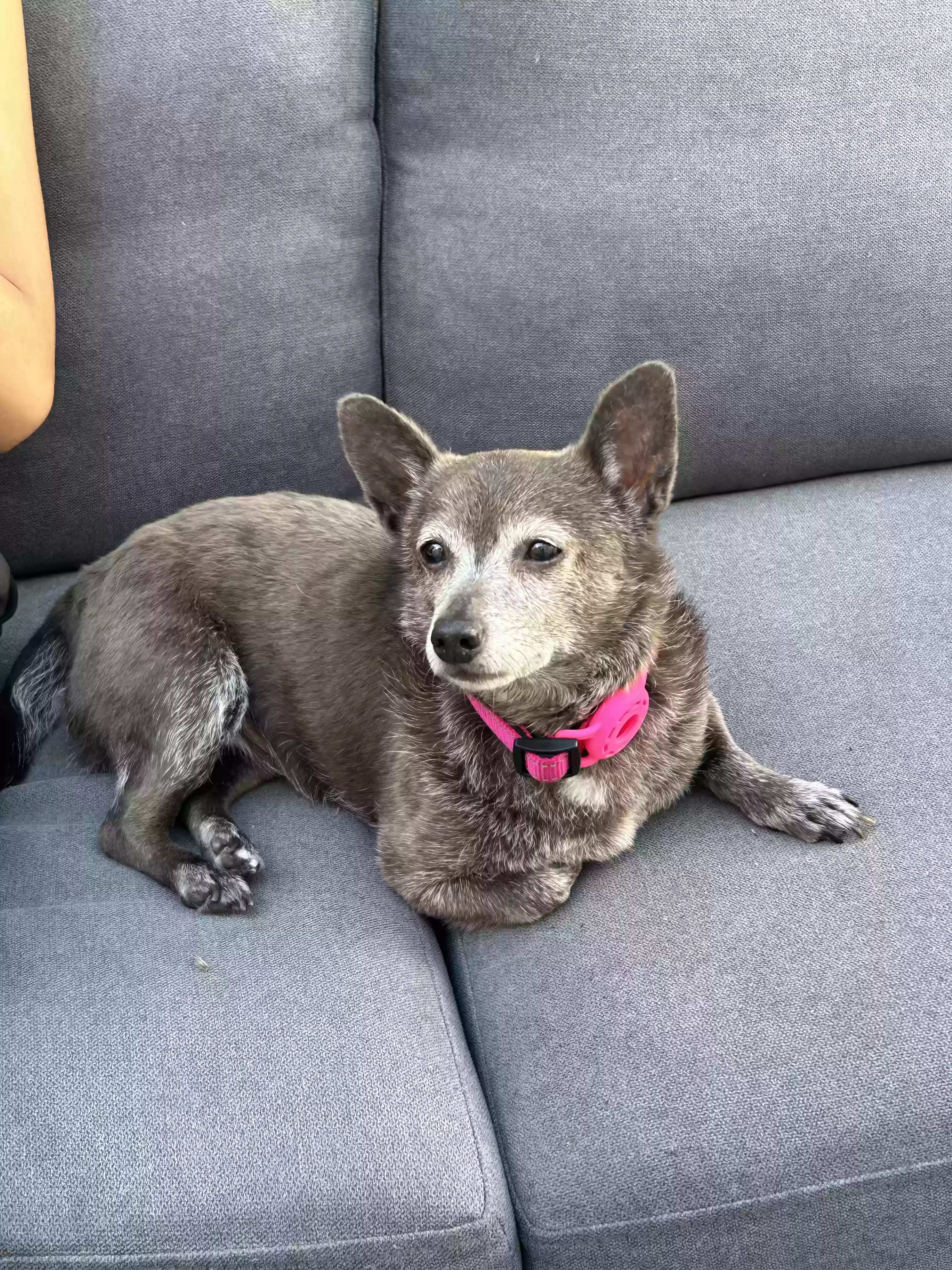 Lost dog in Los Angeles, CA, 90022