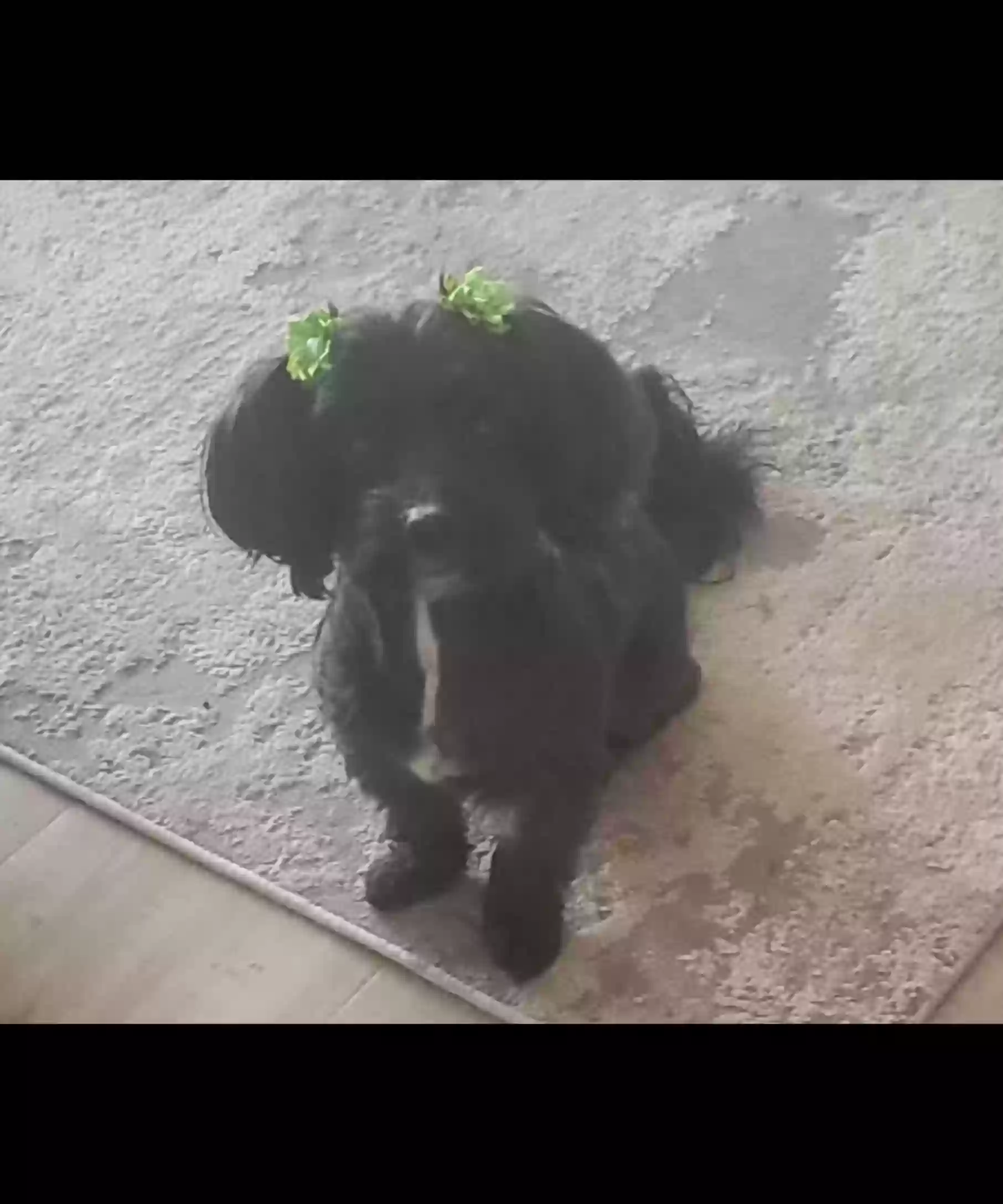 Lost dog in Douglasville, GA, 30134