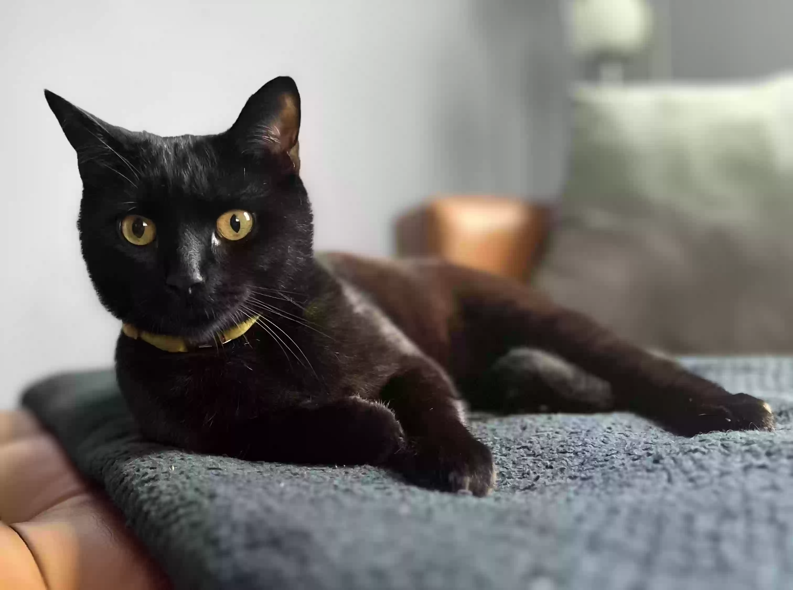 Lost cat in Norfolk, VA, 23513