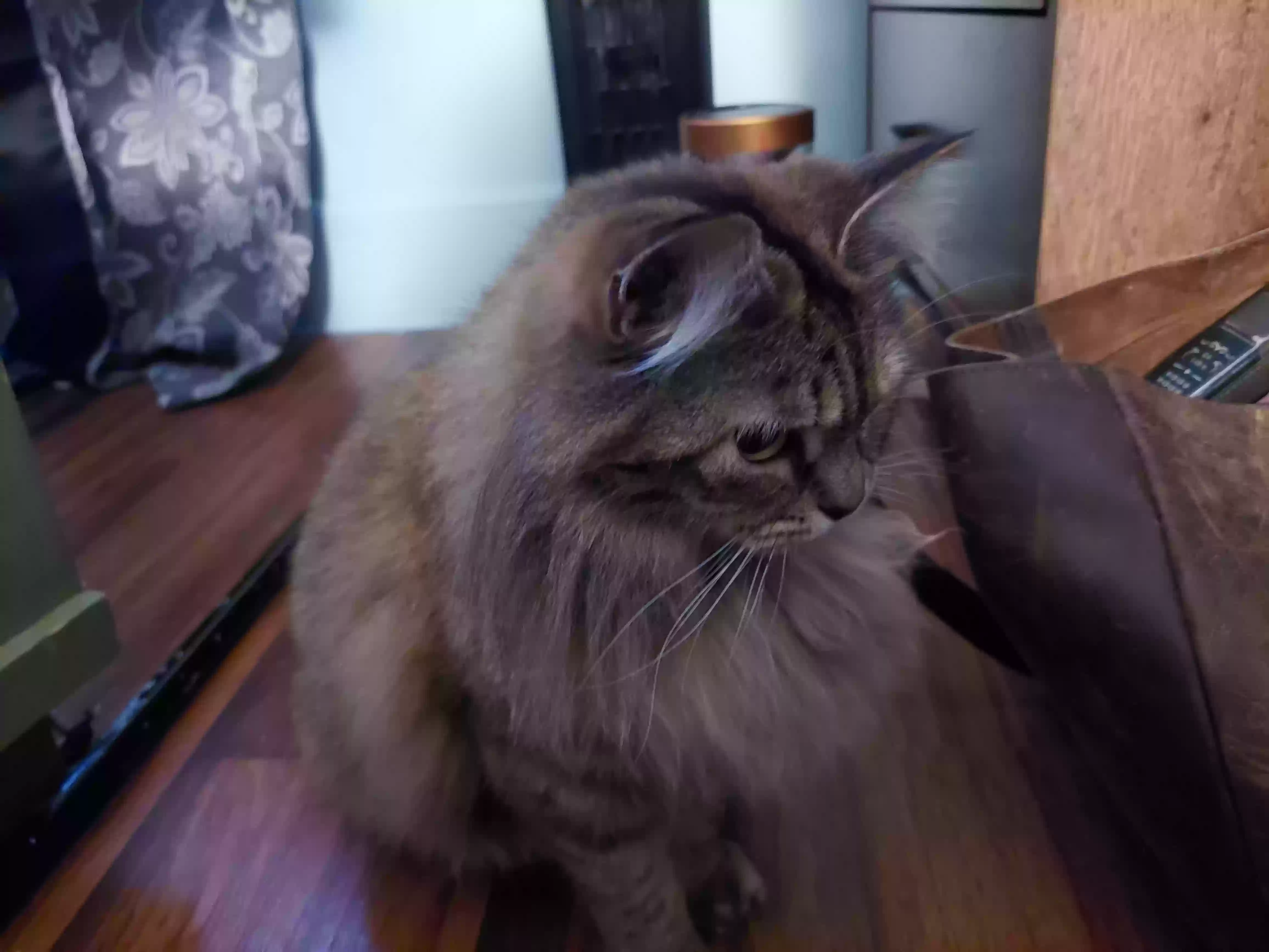 Lost cat in Old Town, ME, 4468