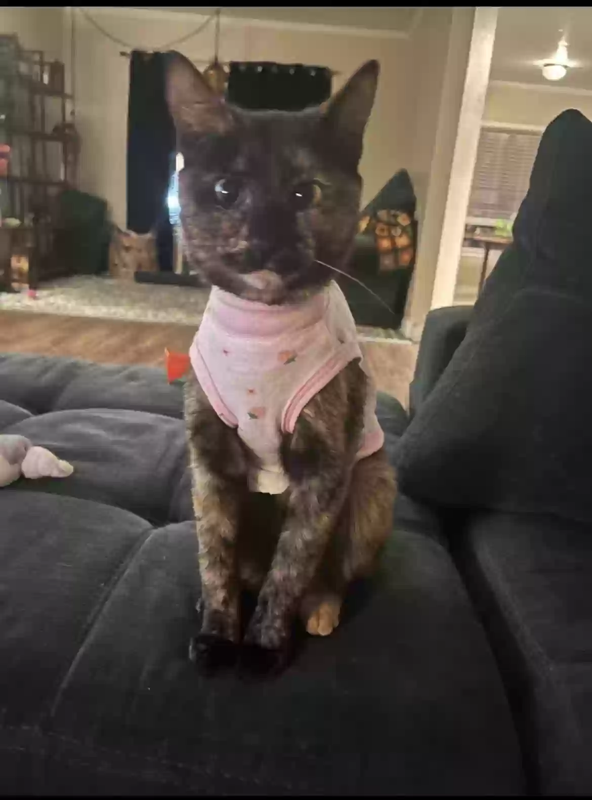 Lost cat in Fort Worth, TX, 76137