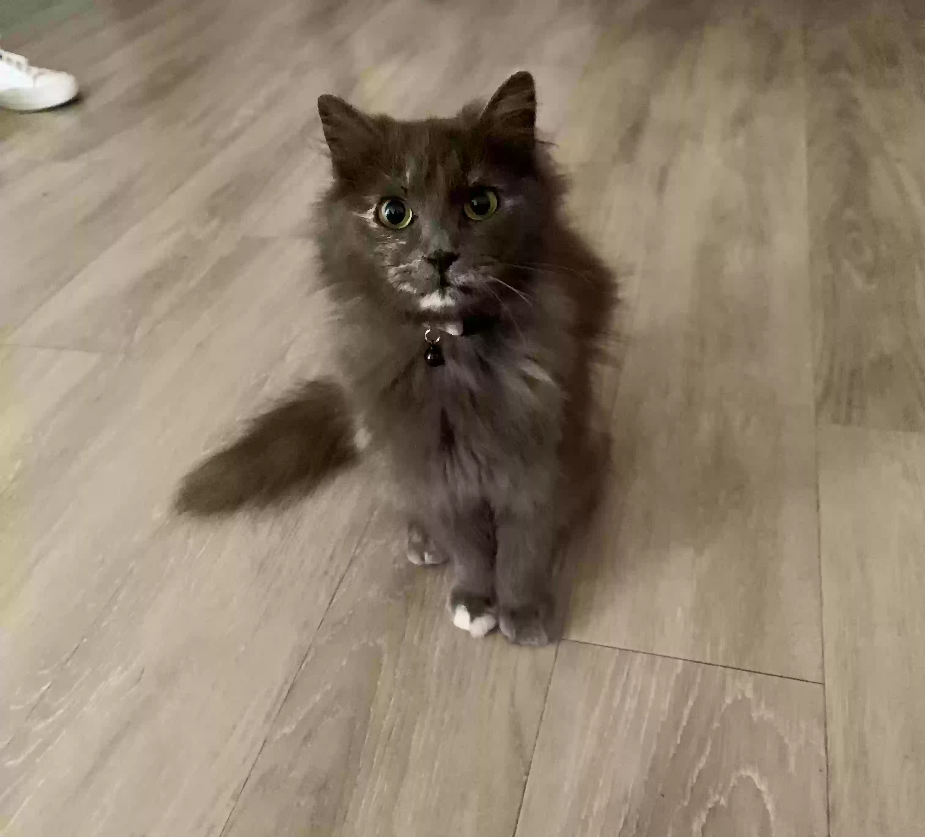 Lost cat in Sunnyvale, CA, 94086