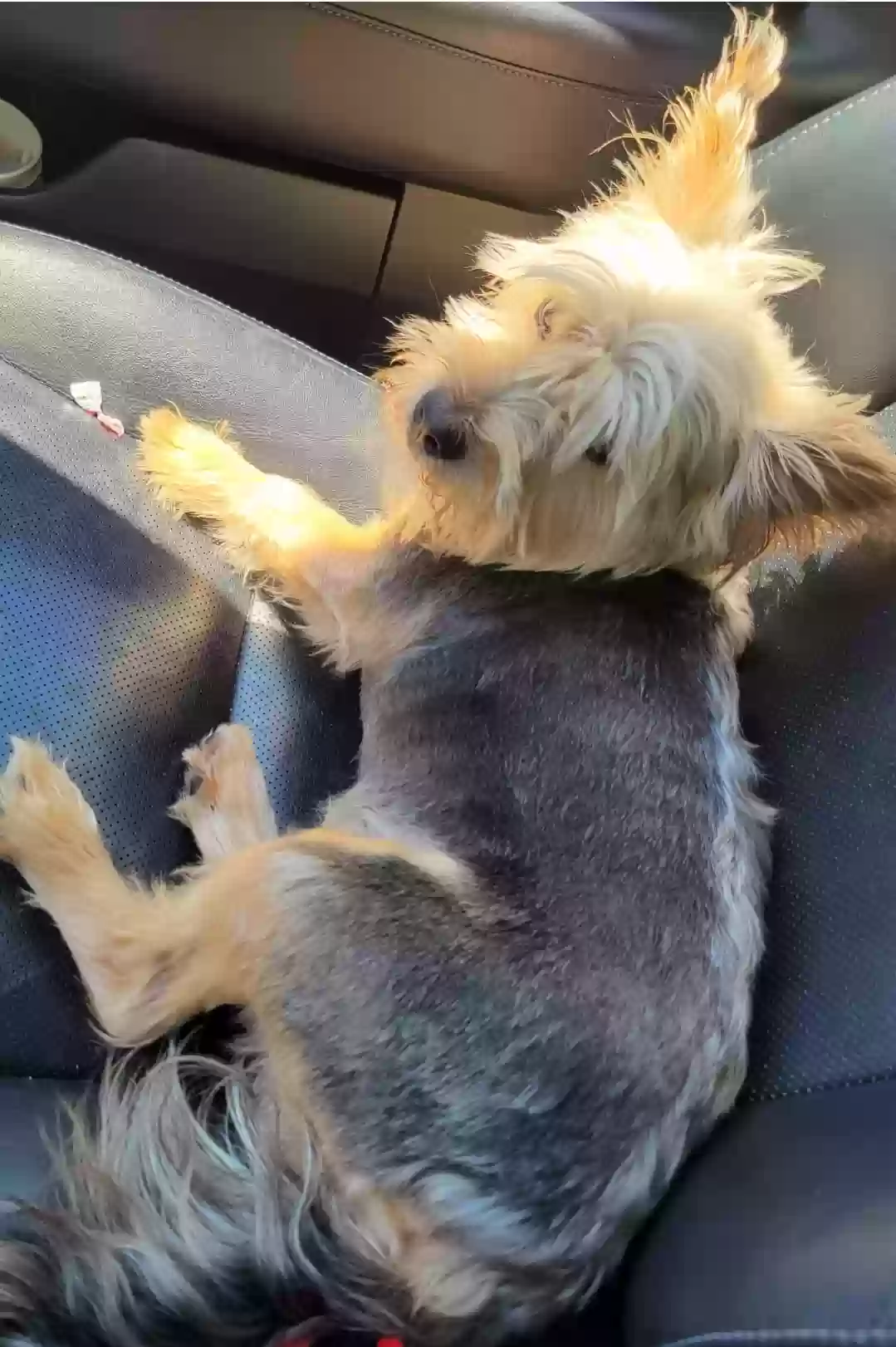 Lost dog in Baton Rouge, LA, 70817