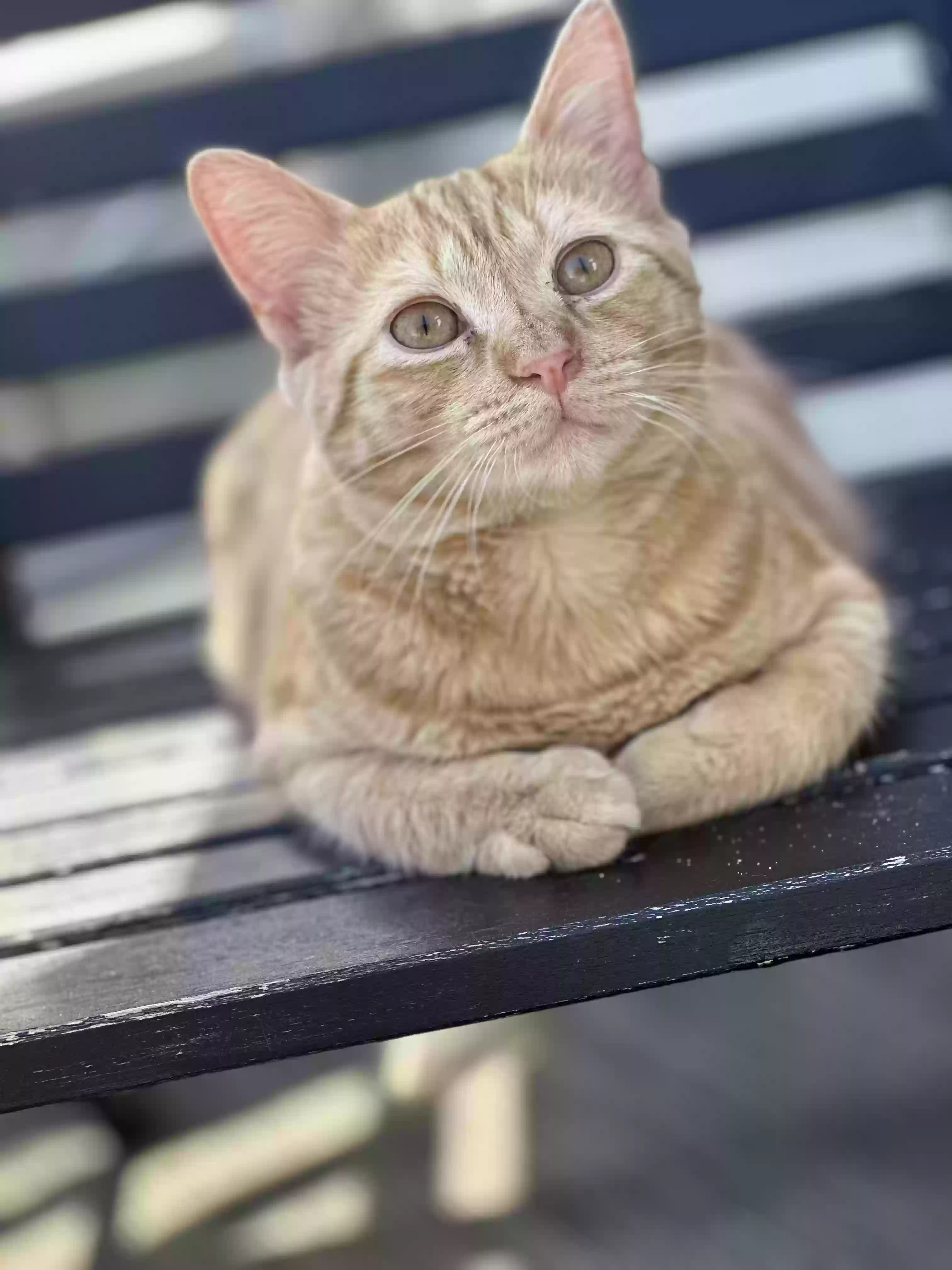 Lost cat in Rocky Point, NC, 28457