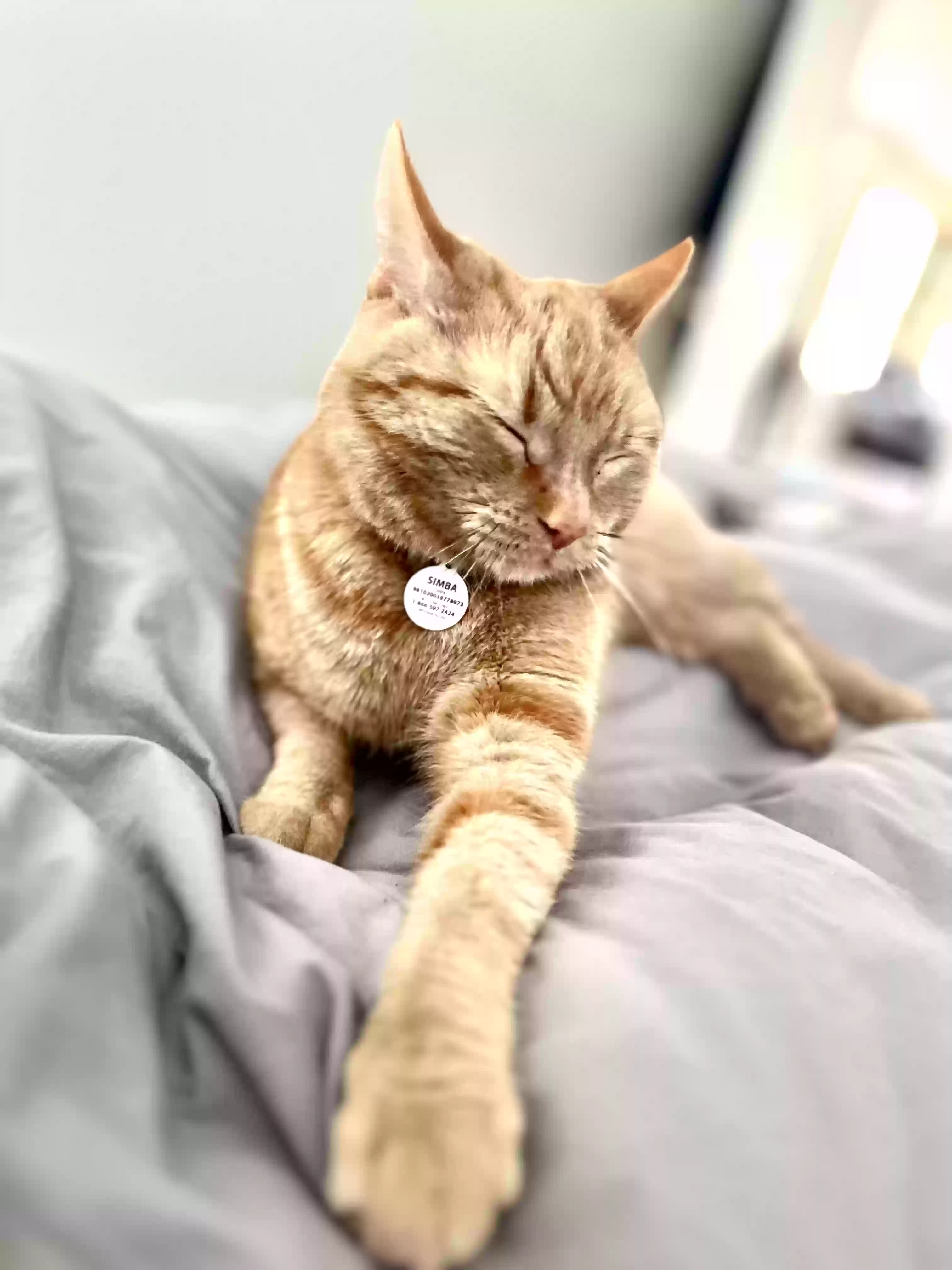 Found cat in Hickory, NC, 28602