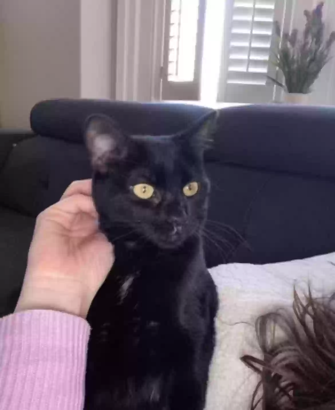 Lost cat in Norristown, PA, 19403
