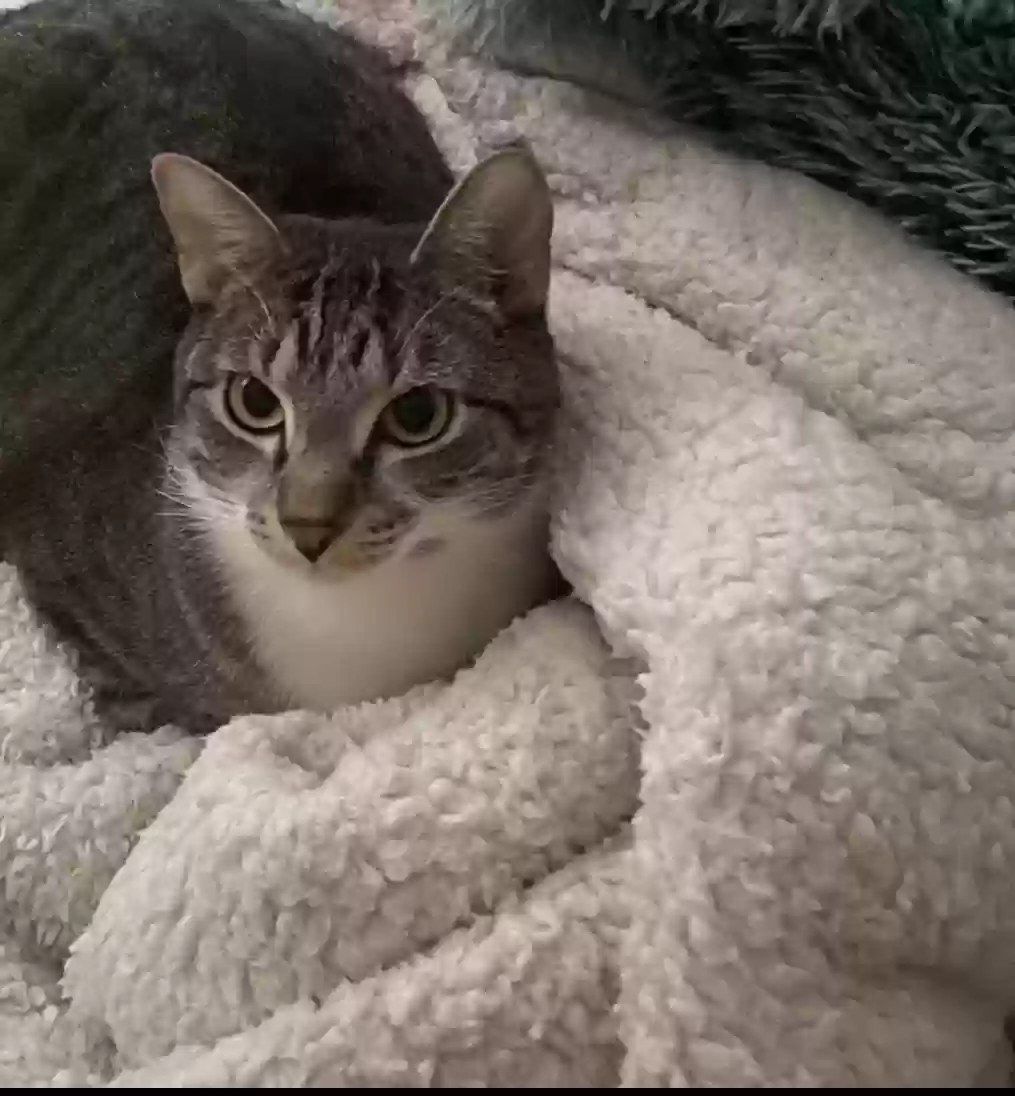 Lost cat in Fort Collins, CO, 80525