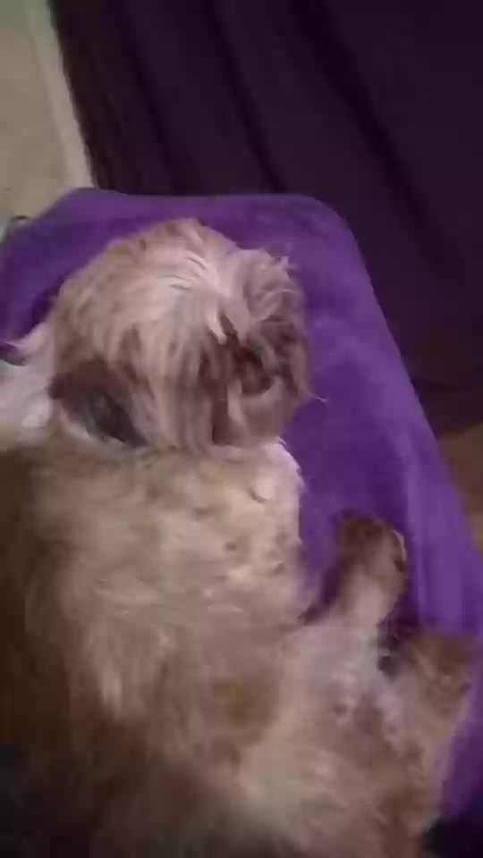 Lost dog in Indianapolis, IN, 46226