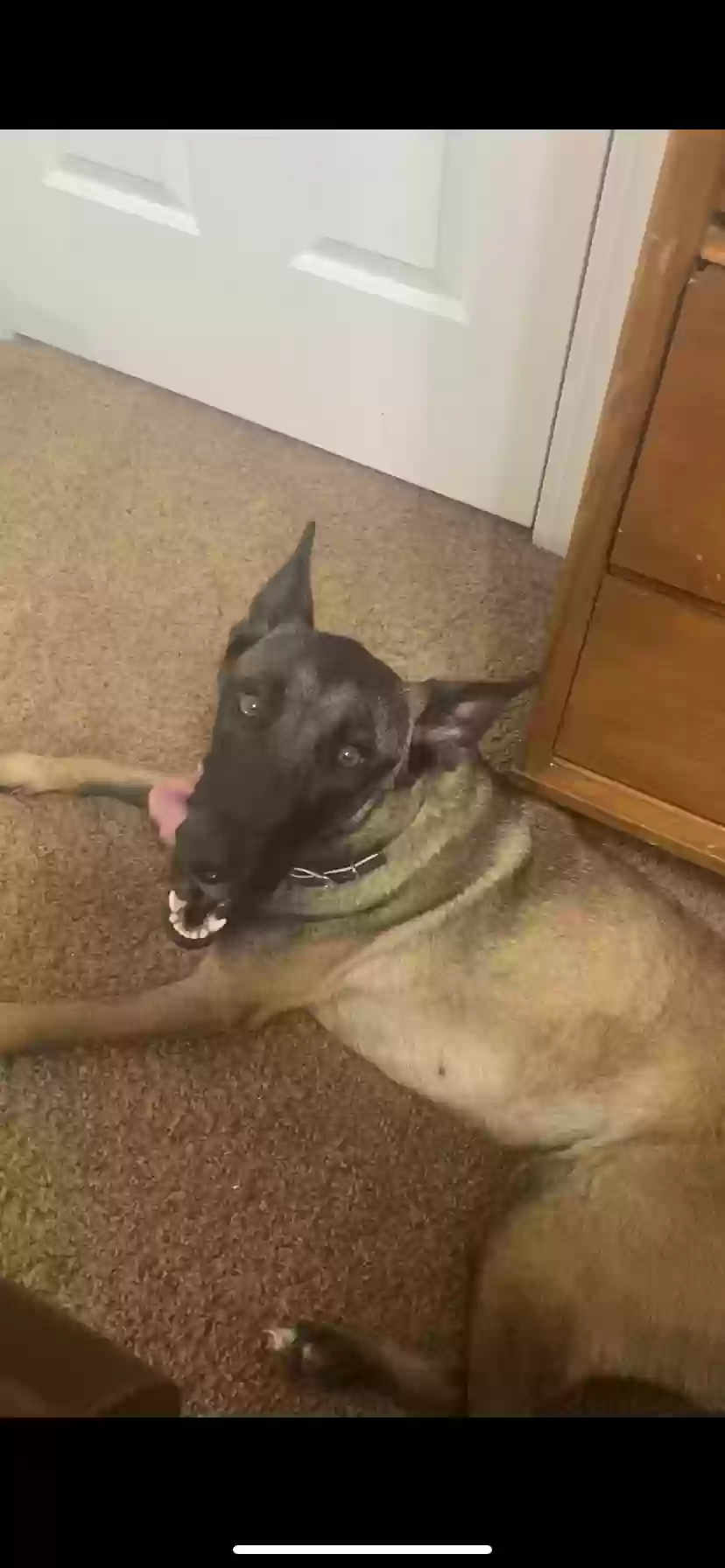 Lost dog in Kinston, NC, 28504
