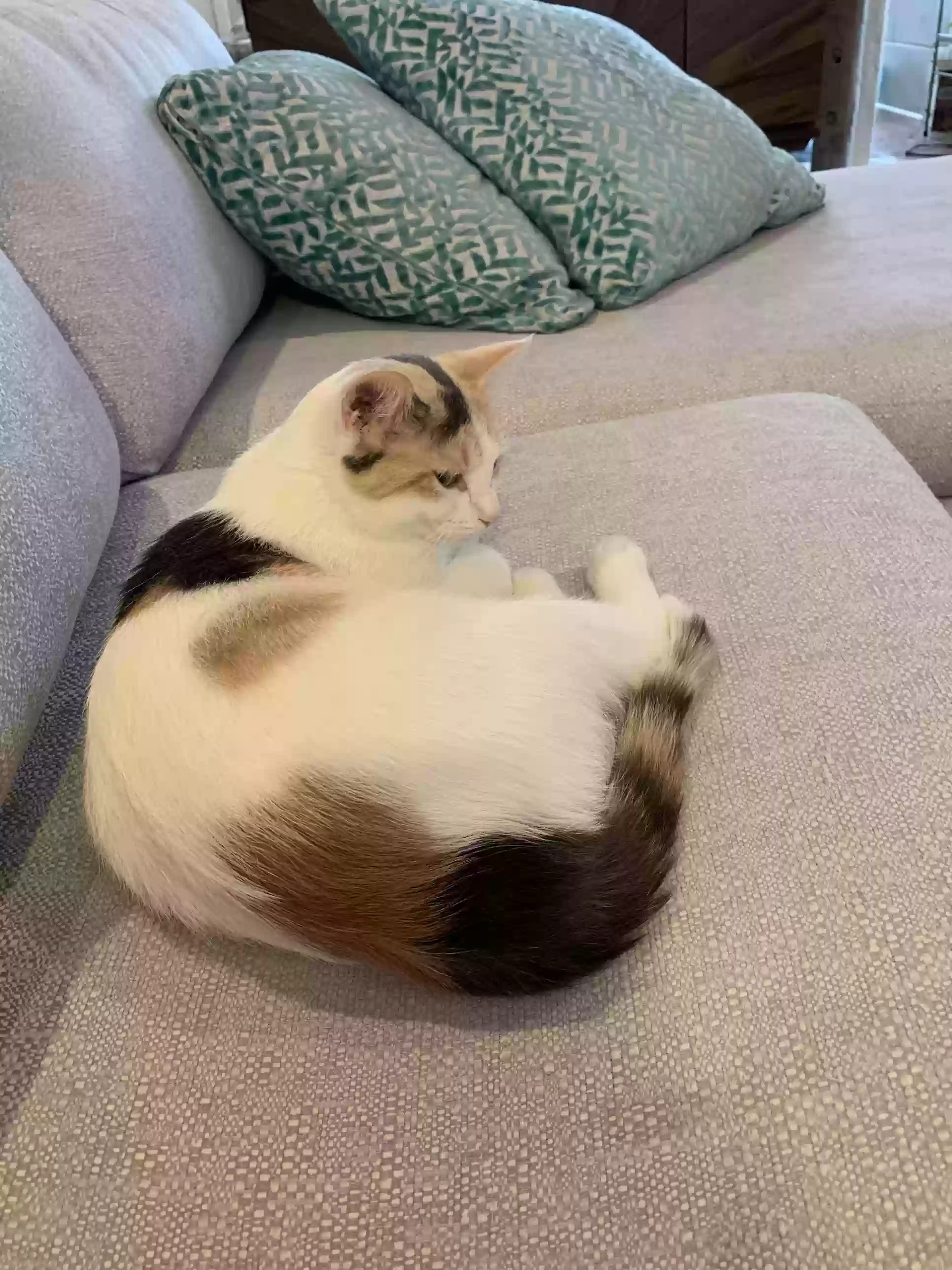 Lost cat in Indianapolis, IN, 46202
