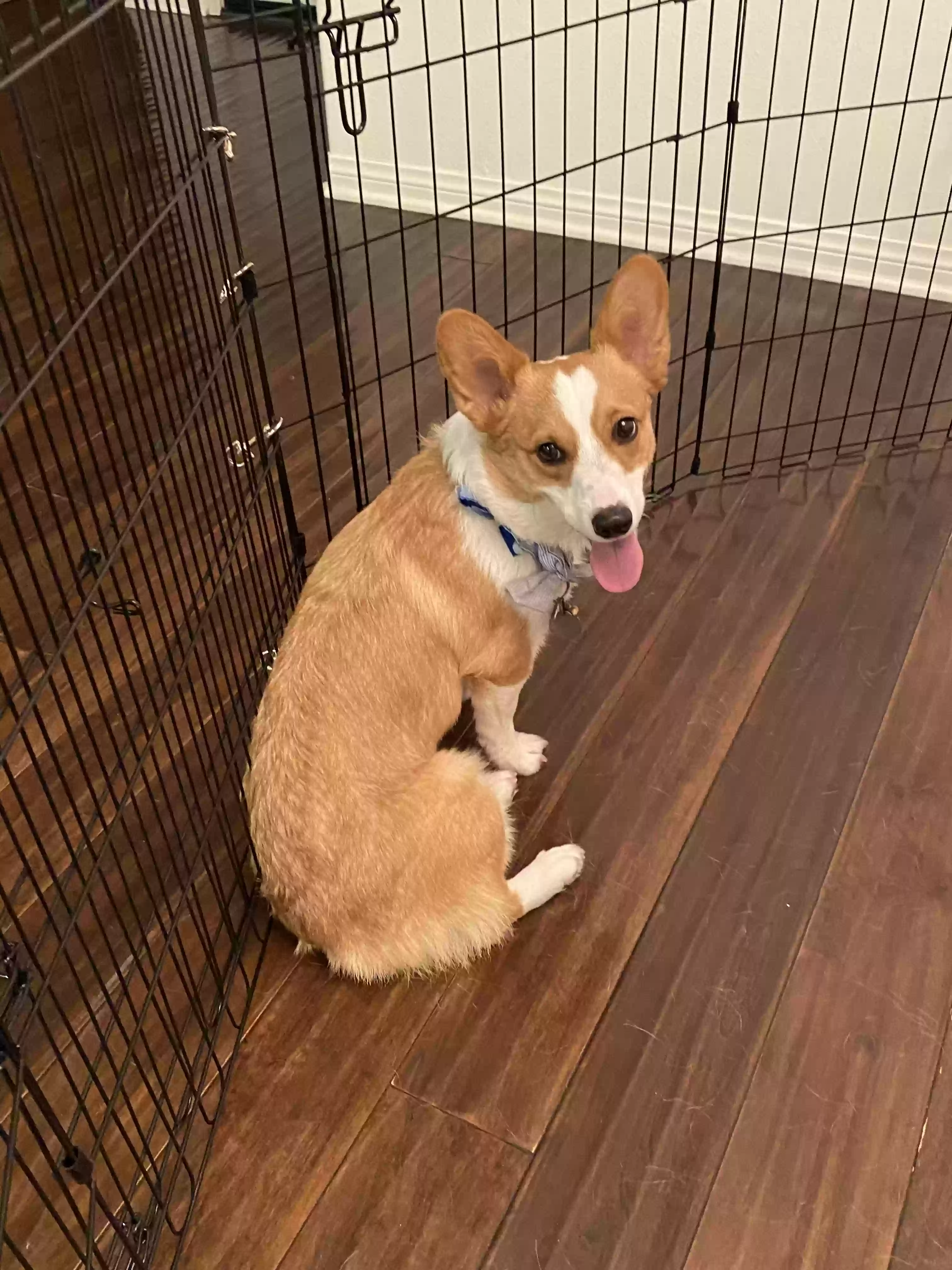 Lost dog in Fontana, CA, 92335