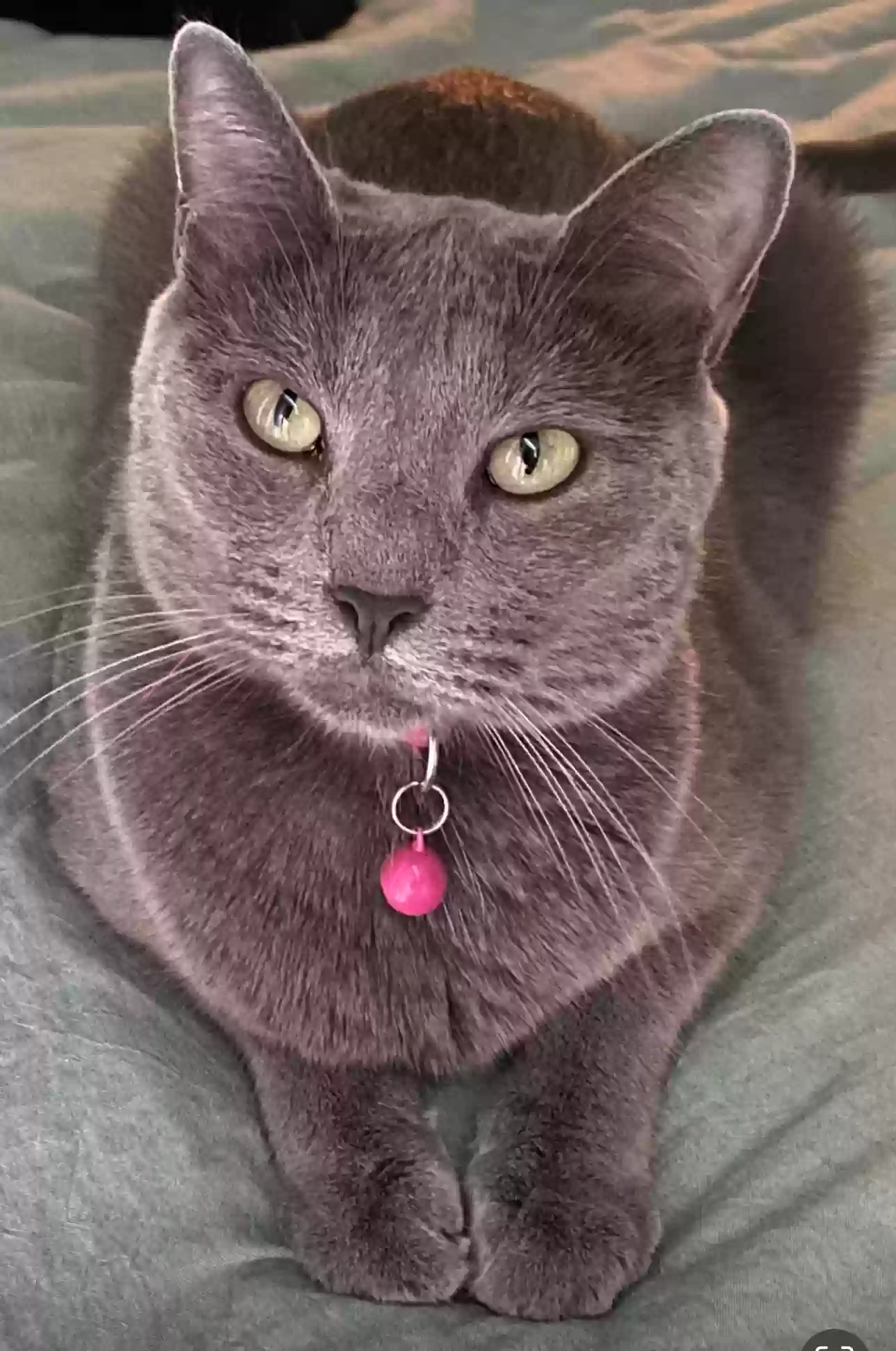 Lost cat in Arlington, TX, 76012