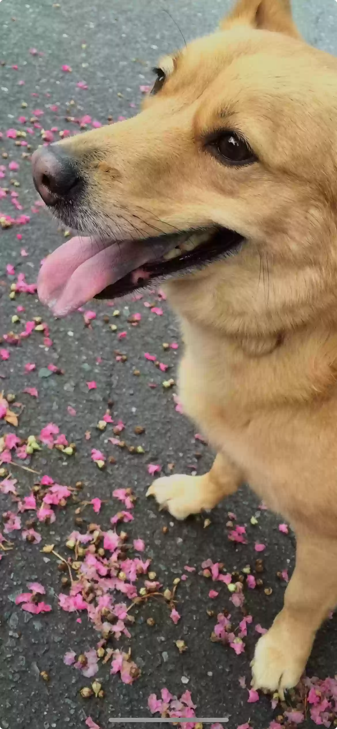 Lost dog in Charlotte, NC, 28226