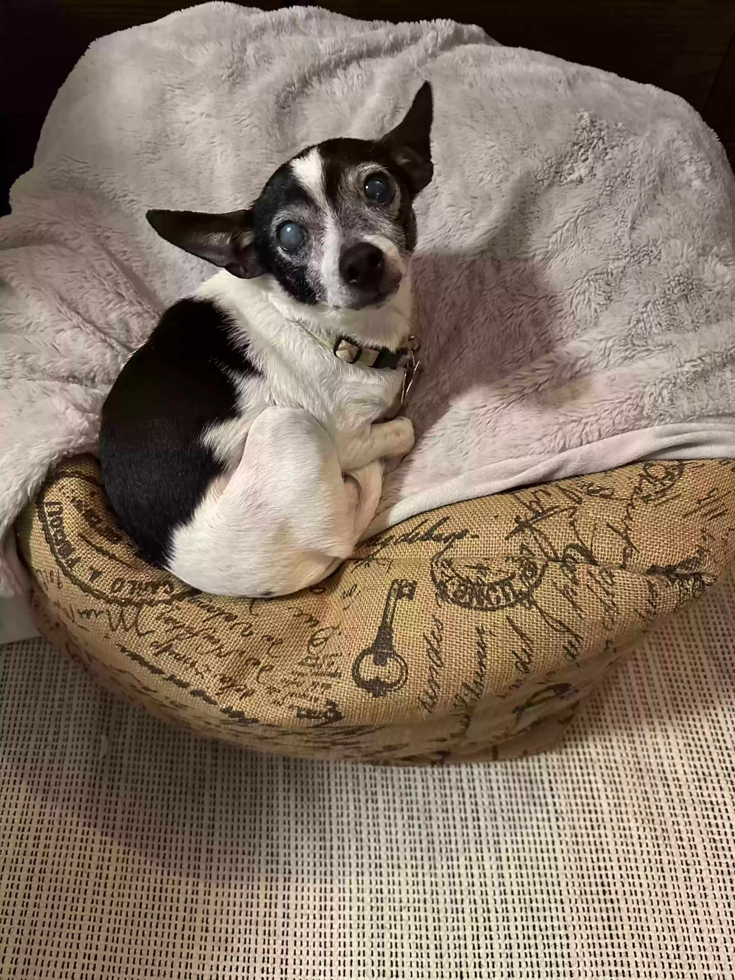 Lost dog in Houston, TX, 77063