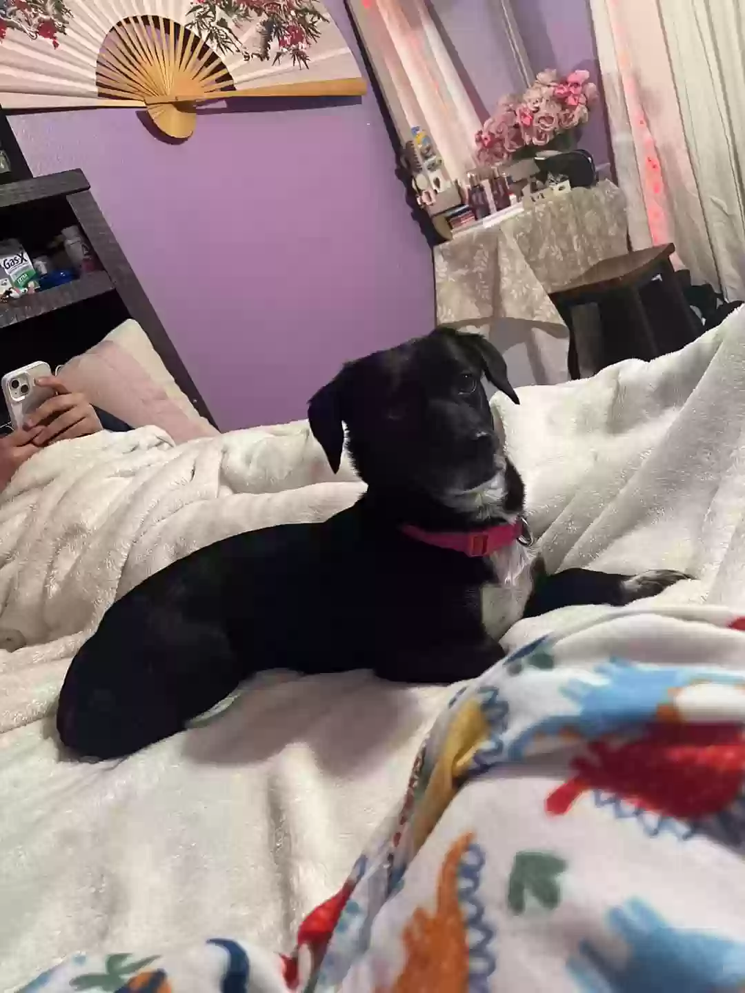 Lost dog in Killeen, TX, 76549
