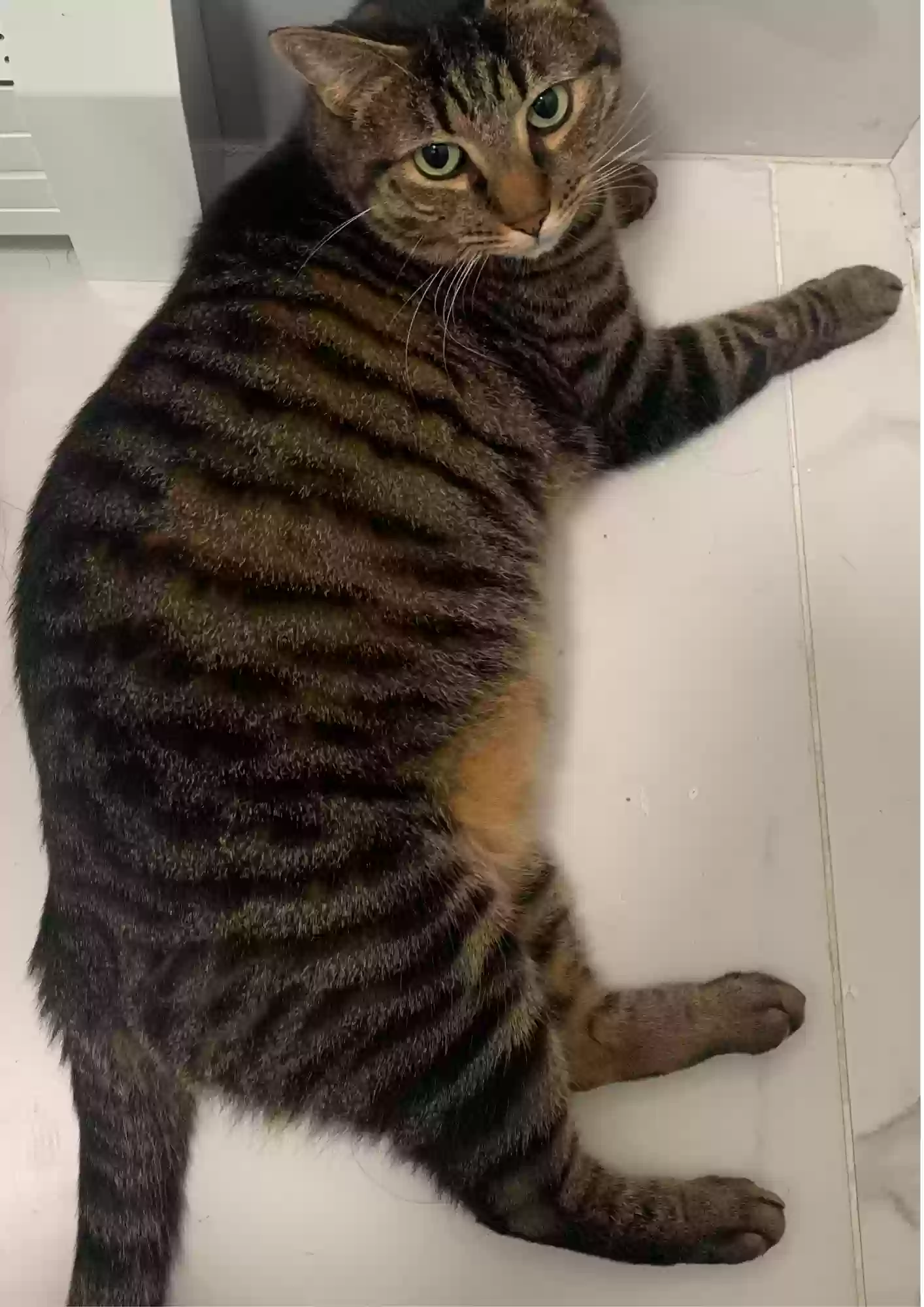 Lost cat in College Point, NY, 11356